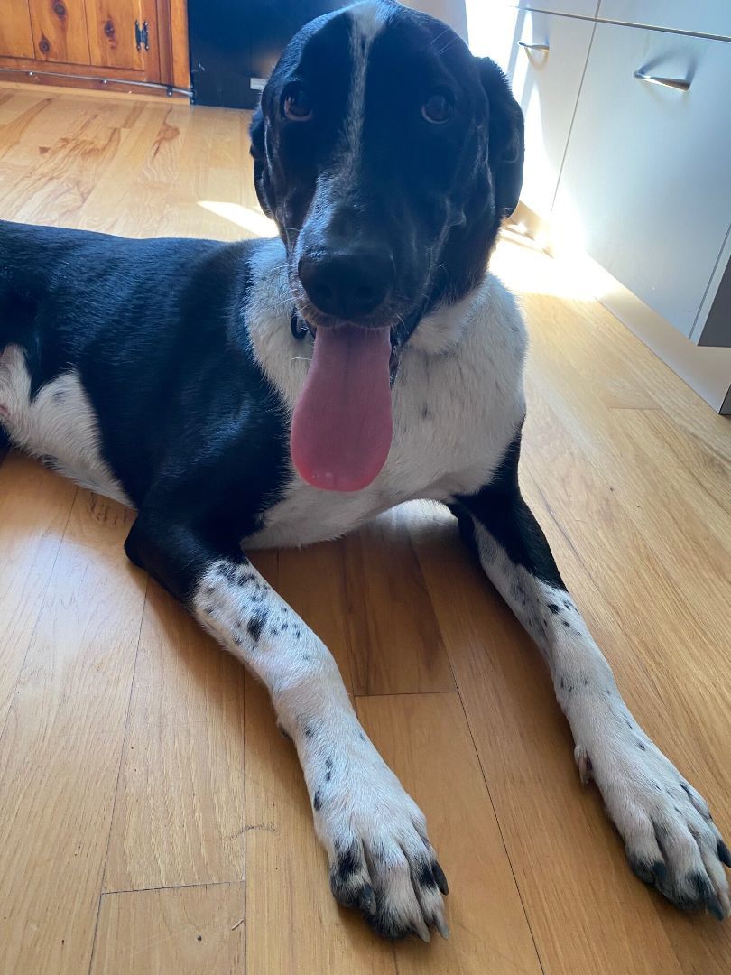 Enlarge z (Courtesy Listing) Pepper, a Adoptable mixed breed in Encinitas, CA image 1/4