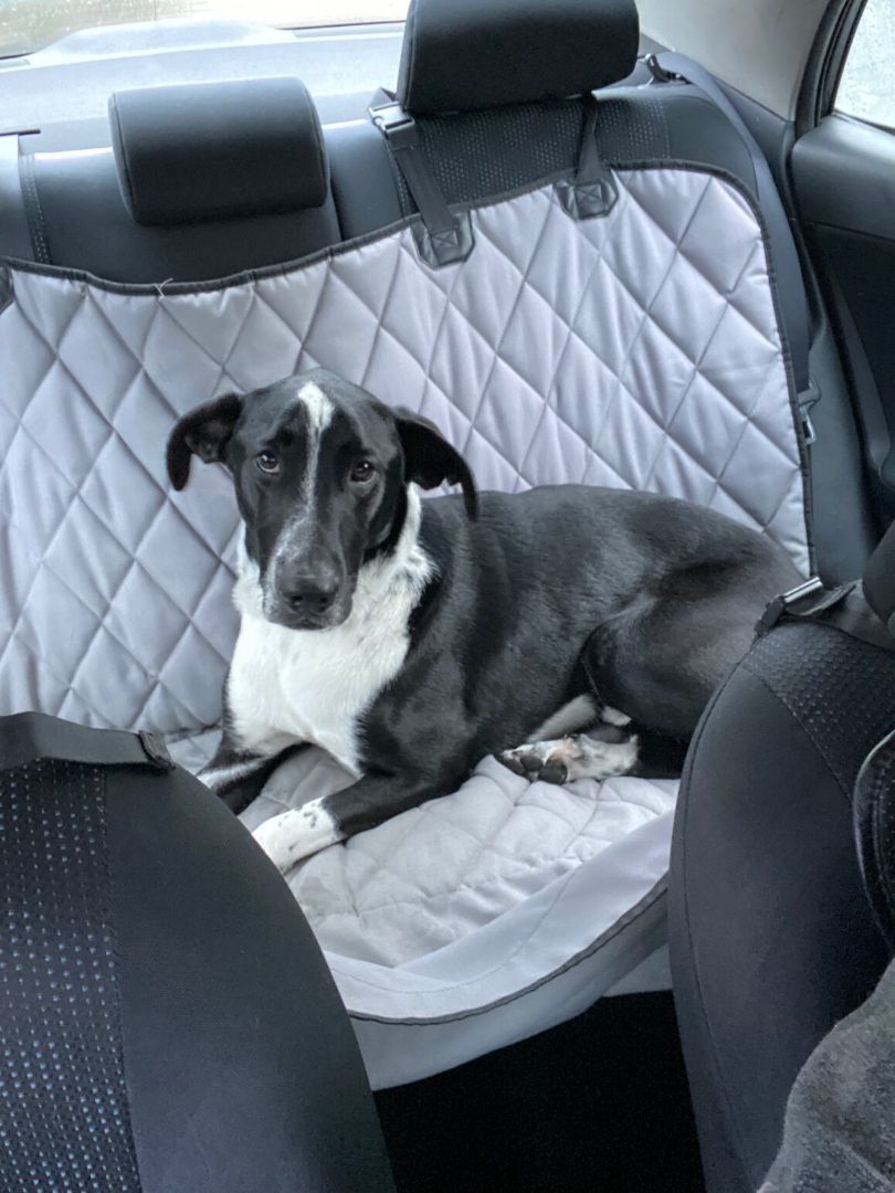 Enlarge z (Courtesy Listing) Pepper, a Adoptable mixed breed in Encinitas, CA image 2/4