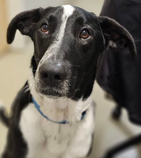 Enlarge z (Courtesy Listing) Pepper, a Adoptable mixed breed in Encinitas, CA image 3/4