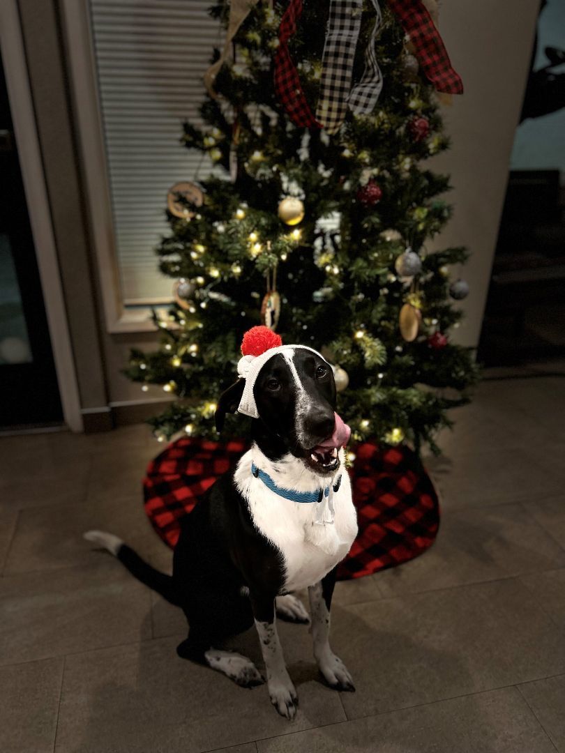 Enlarge z (Courtesy Listing) Pepper, a Adoptable mixed breed in Encinitas, CA image 4/4