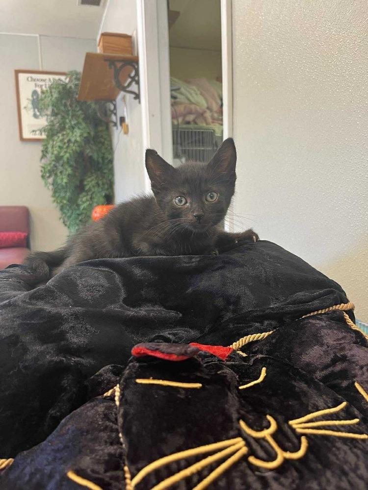 Halloween Kitties : Bat, a Adoptable Domestic Short Hair in Osgood, IN image 1/3