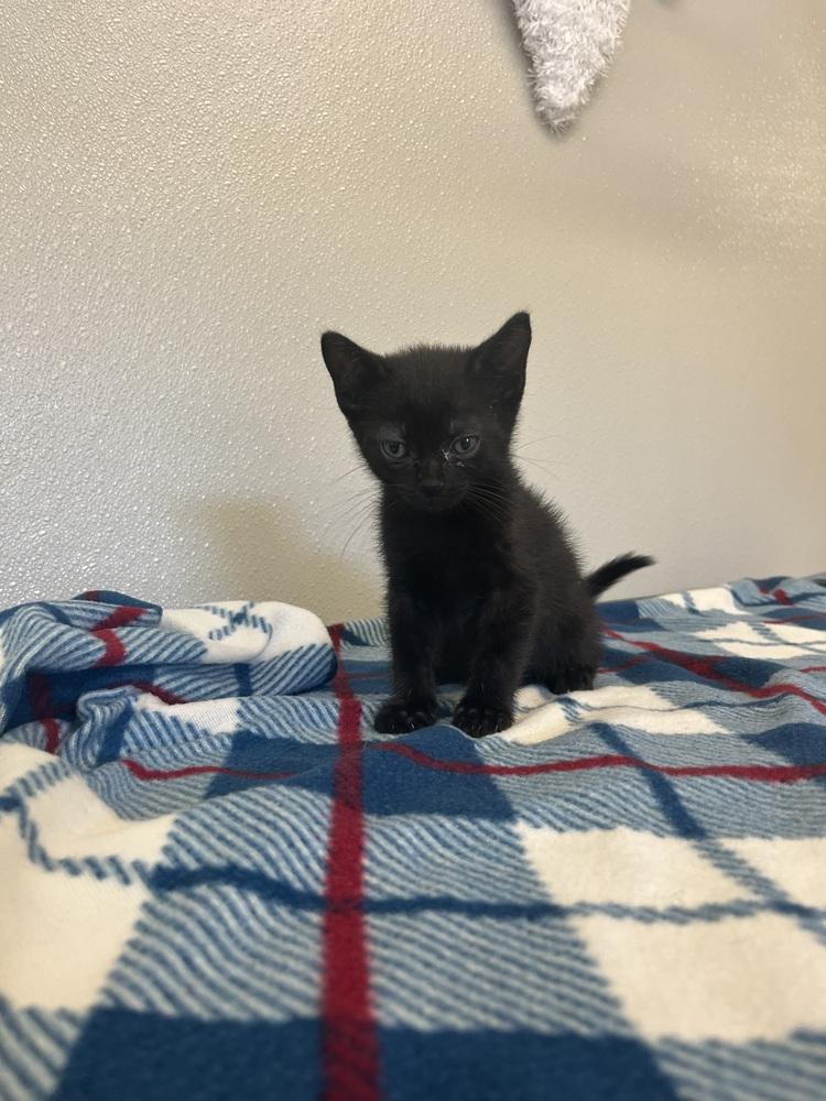 Halloween Kitties : Bat, a Adoptable Domestic Short Hair in Osgood, IN image 2/3