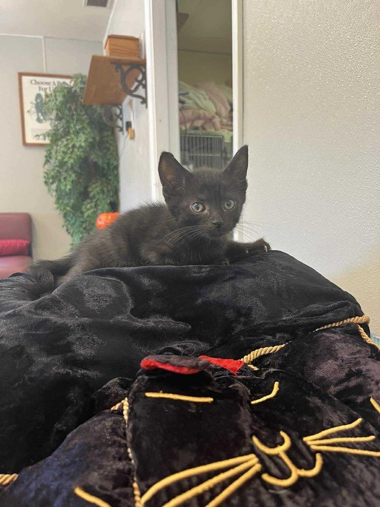 Halloween Kitties : Bat, a Adoptable Domestic Short Hair in Osgood, IN image 3/3