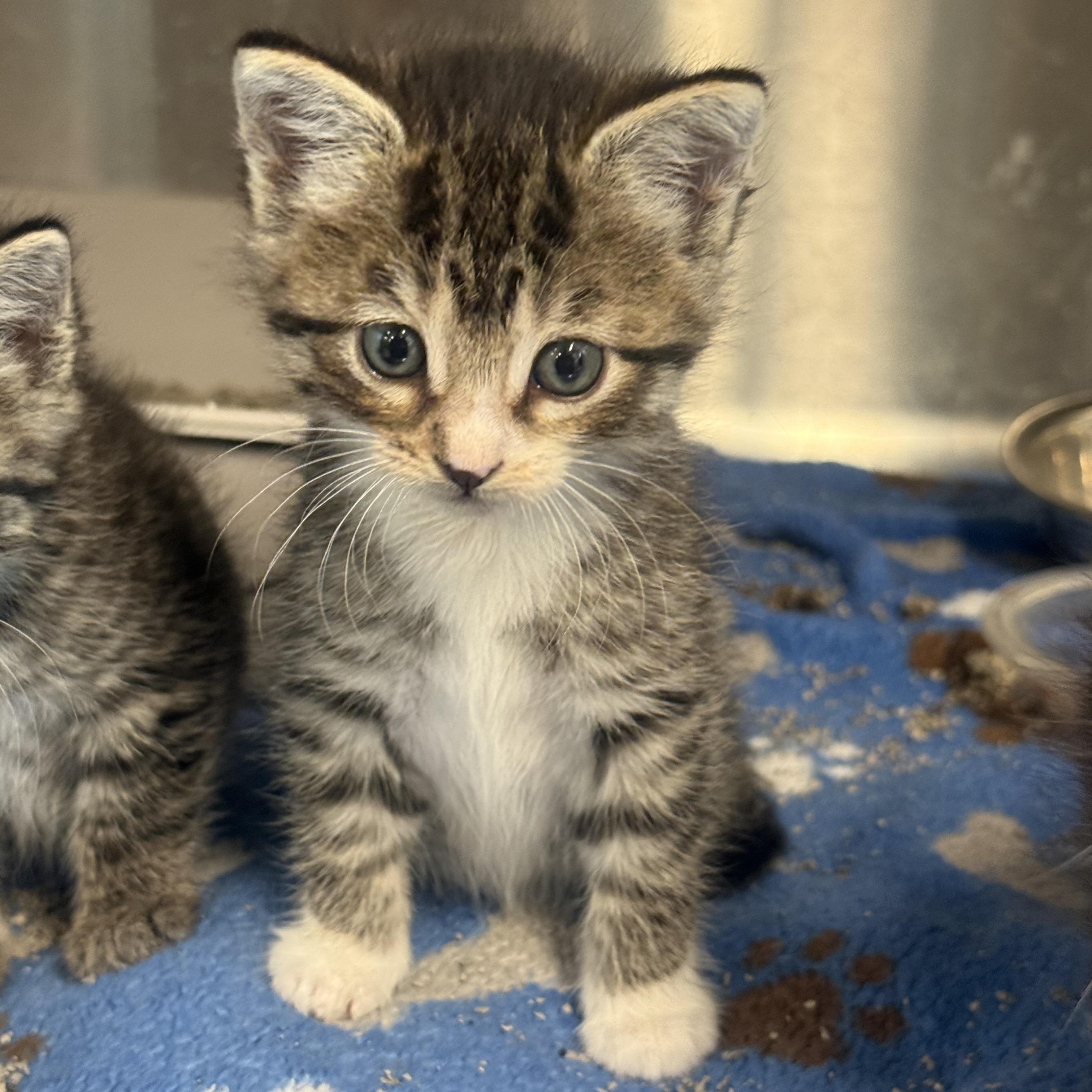Athena, Adoptable, Kitten Female Domestic Short Hair.