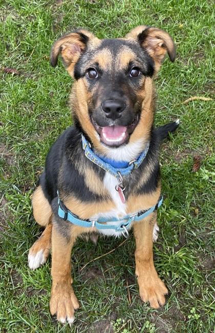 Enlarge Fenrir, a ADOPTABLE mixed breed in Stanwood, WA image 1/3