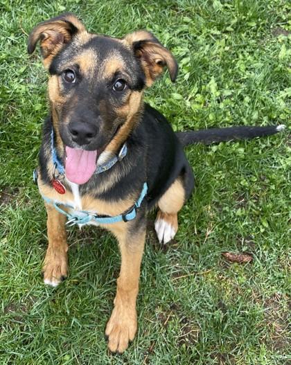 Enlarge Fenrir, a ADOPTABLE mixed breed in Stanwood, WA image 3/3