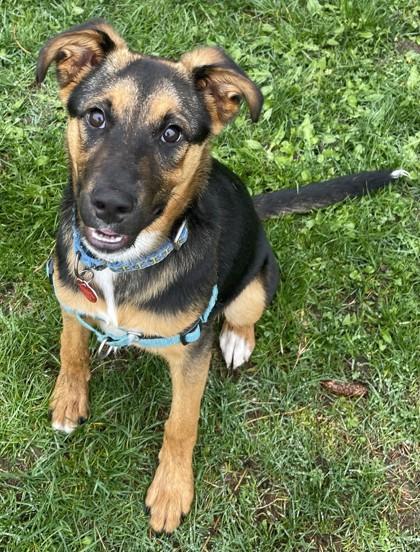 Enlarge Fenrir, a ADOPTABLE mixed breed in Stanwood, WA image 2/3