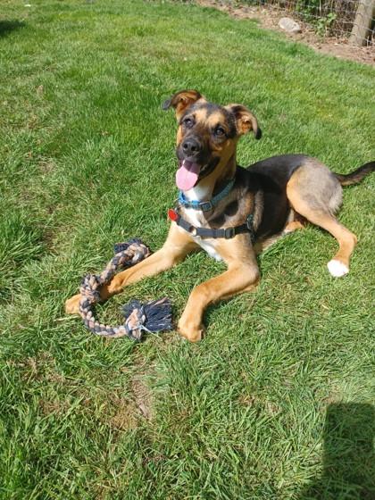 Fenrir, ADOPTABLE, Young Male German Shepherd Dog & Australian Cattle Dog / Blue Heeler.