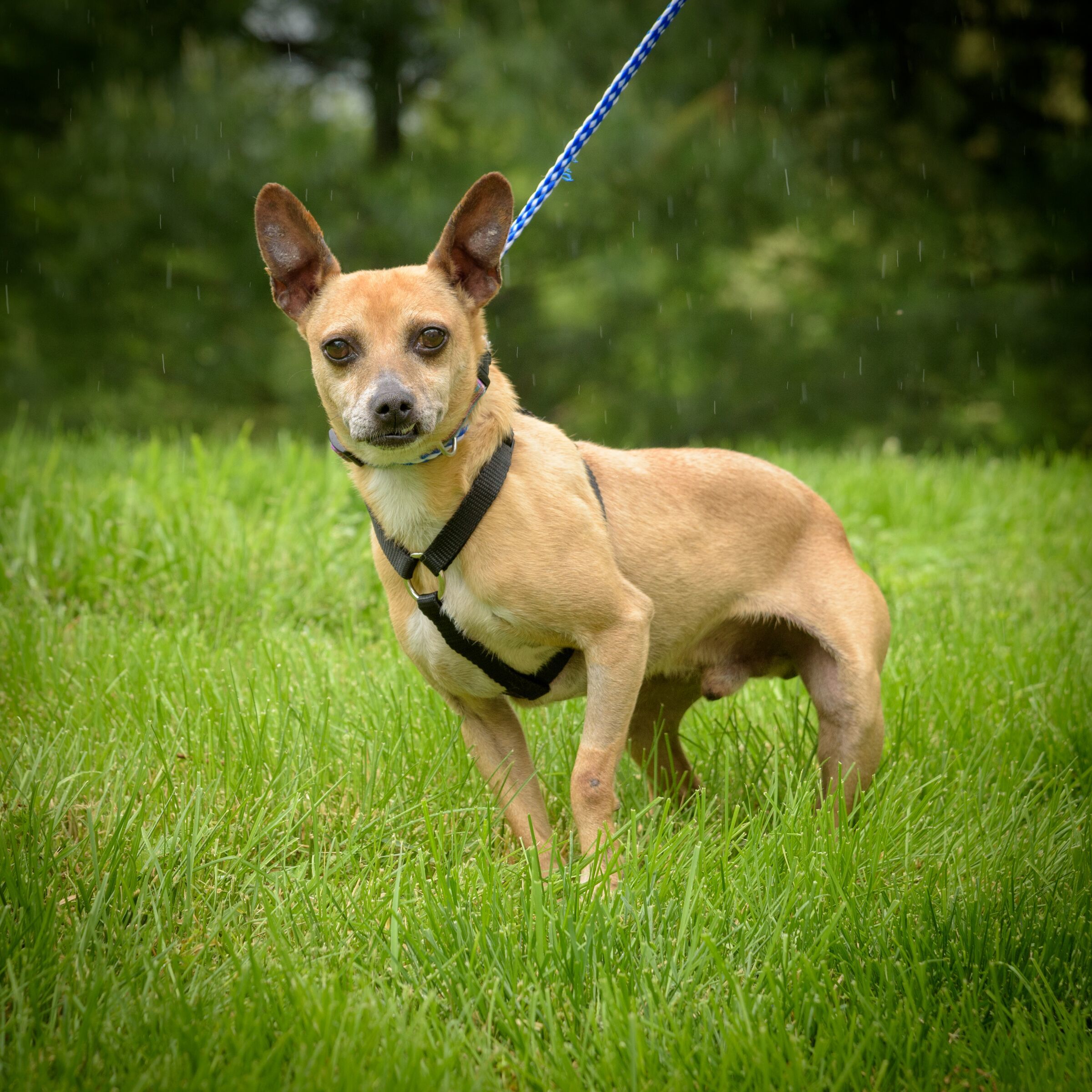 Johnny, a Adoptable mixed breed in Lambertville, NJ image 1/8