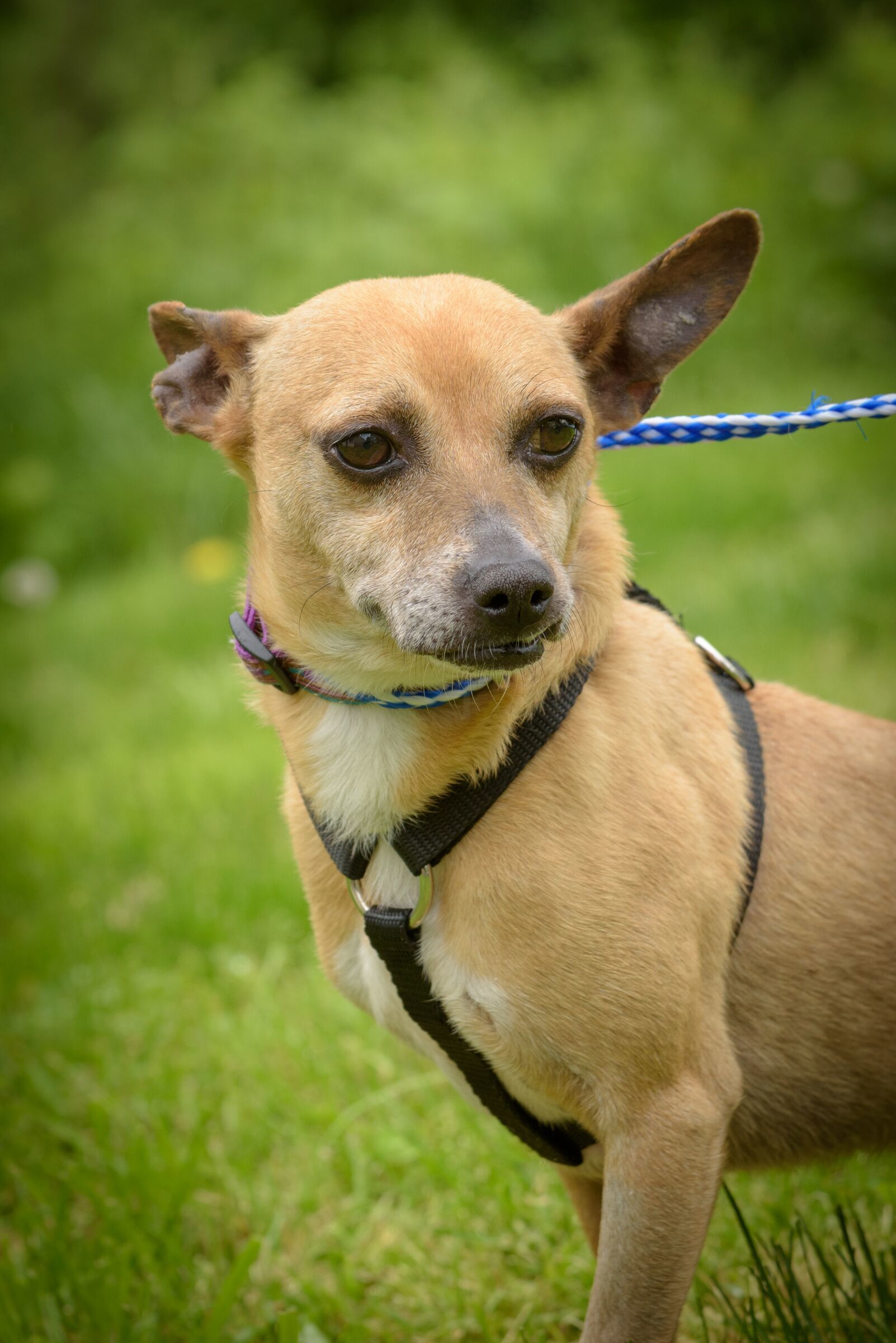 Johnny, a Adoptable mixed breed in Lambertville, NJ image 2/8