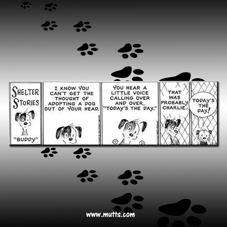 Johnny, a Adoptable mixed breed in Lambertville, NJ image 3/8