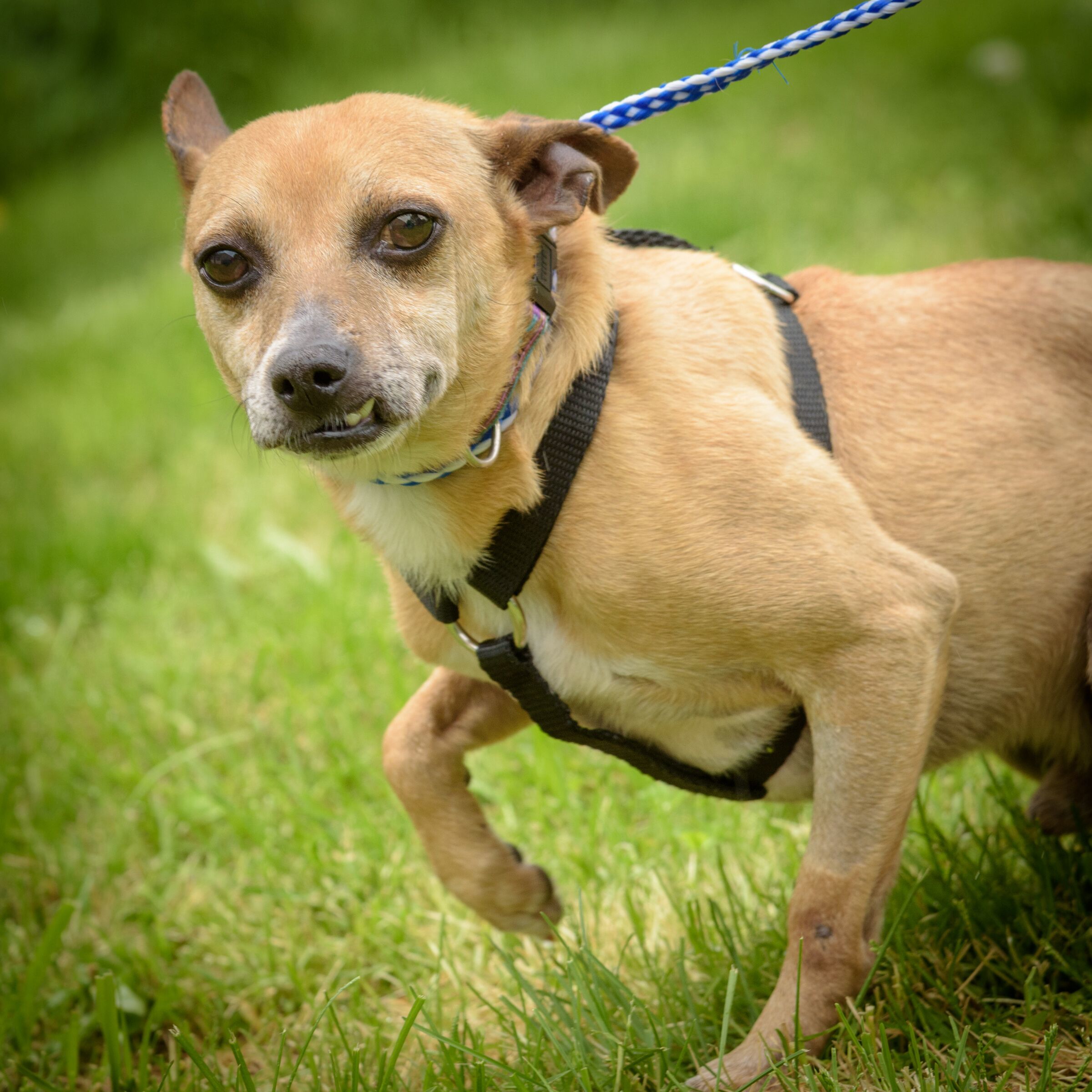Johnny, a Adoptable mixed breed in Lambertville, NJ image 4/8