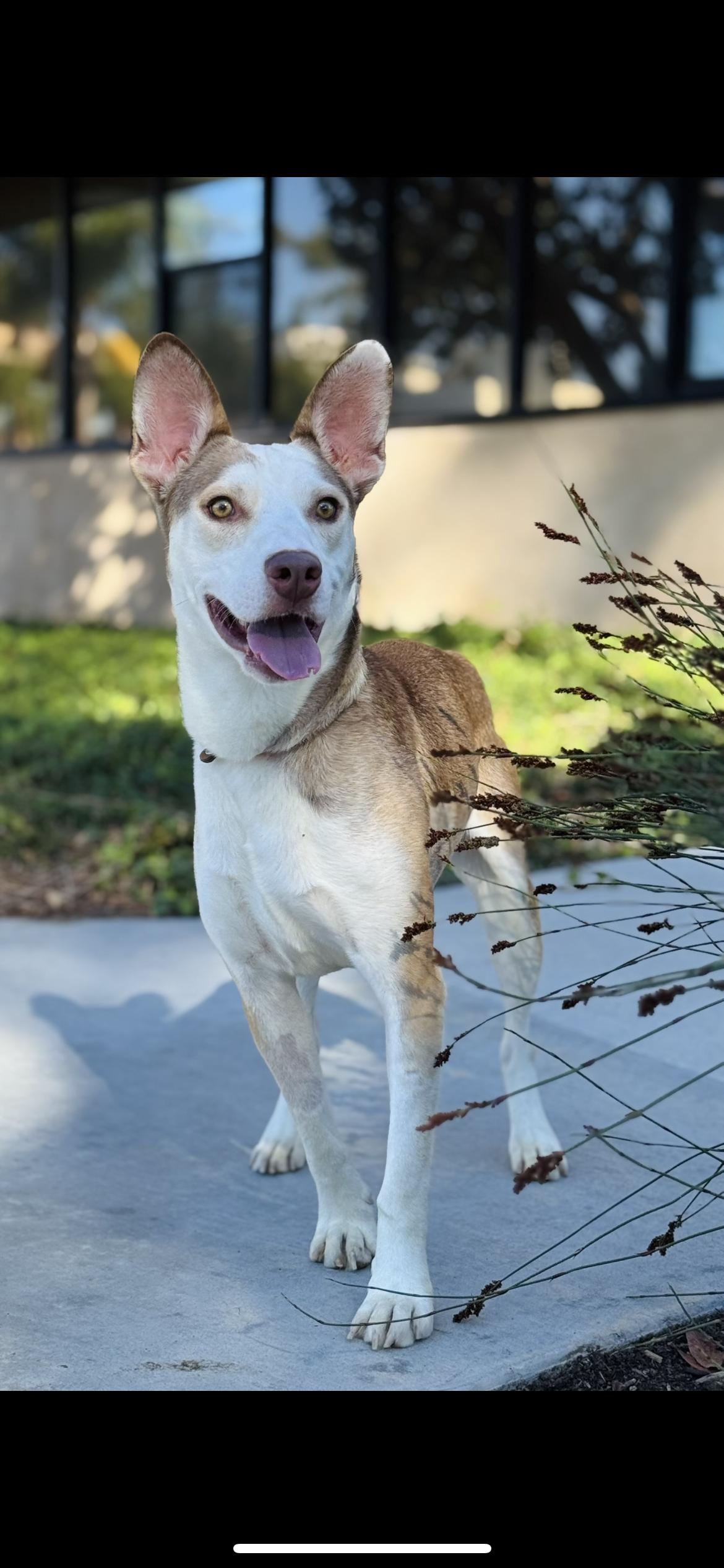 River, Adoptable, Young Male Terrier & Basenji.