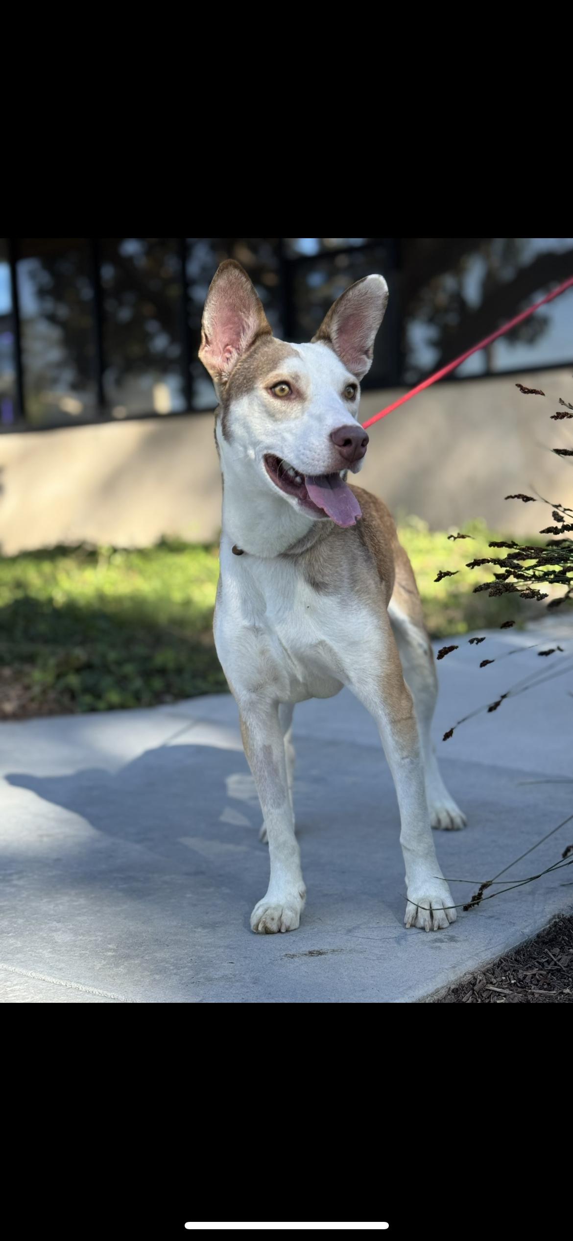 Enlarge River, a Adoptable mixed breed in Hamden, CT image 5/5
