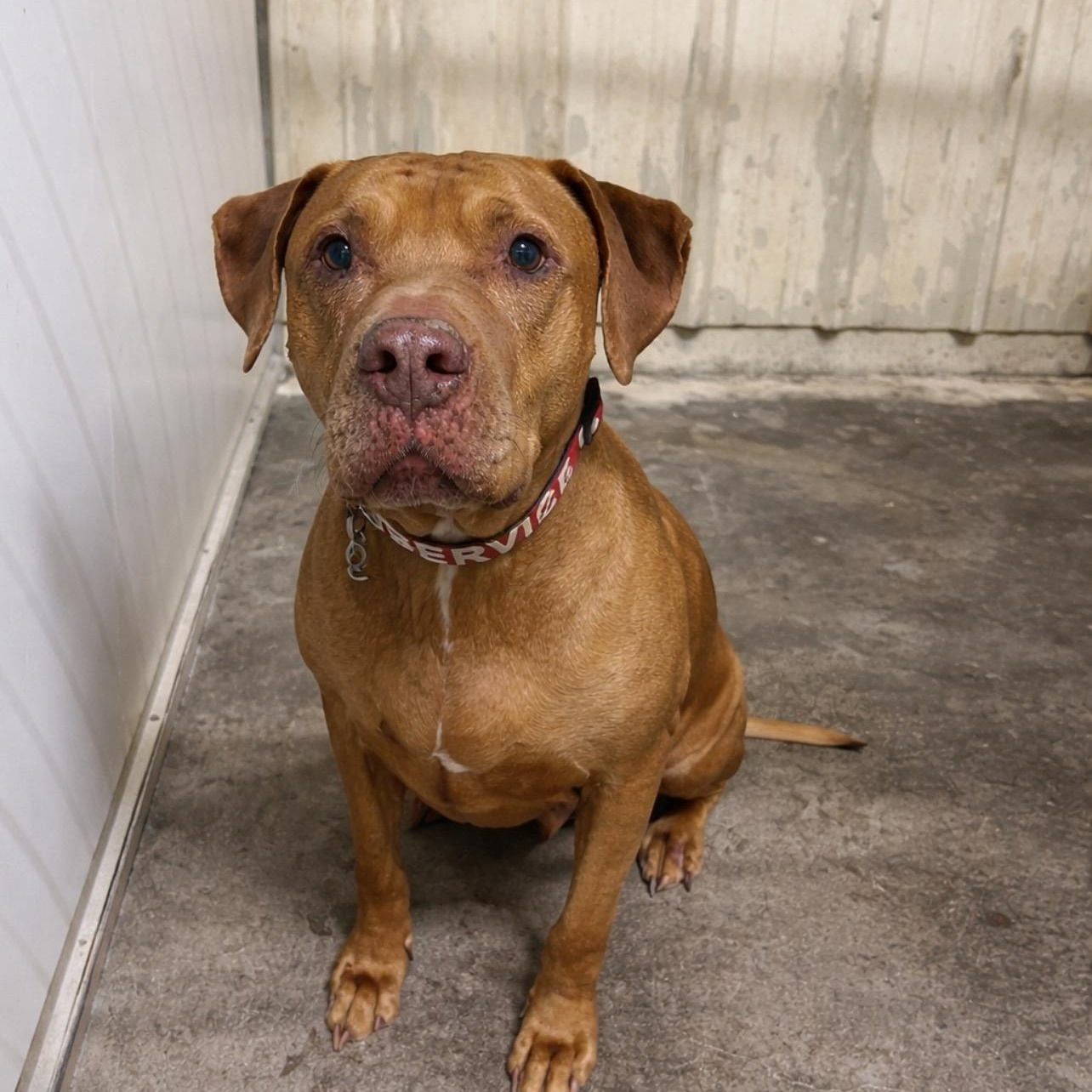 Enlarge Cooper, a ADOPTABLE Pit Bull Terrier in Lordsburg, NM image 1/1