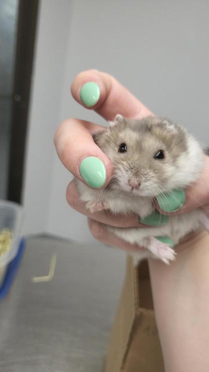 Hamtaro (2), Adoptable, Adult Male Hamster & Hamster.