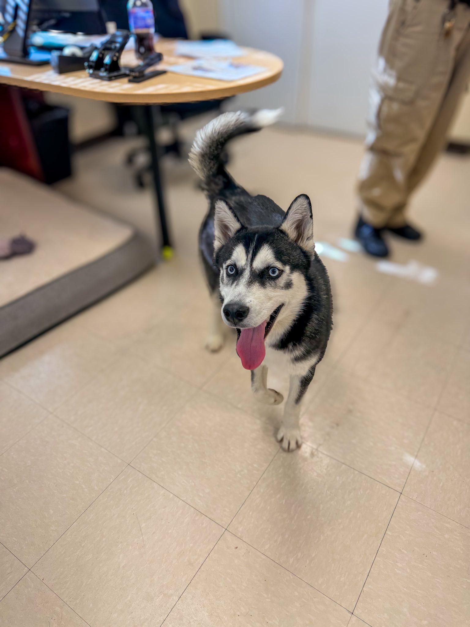 Cringle , ADOPTABLE, Puppy Male Husky.