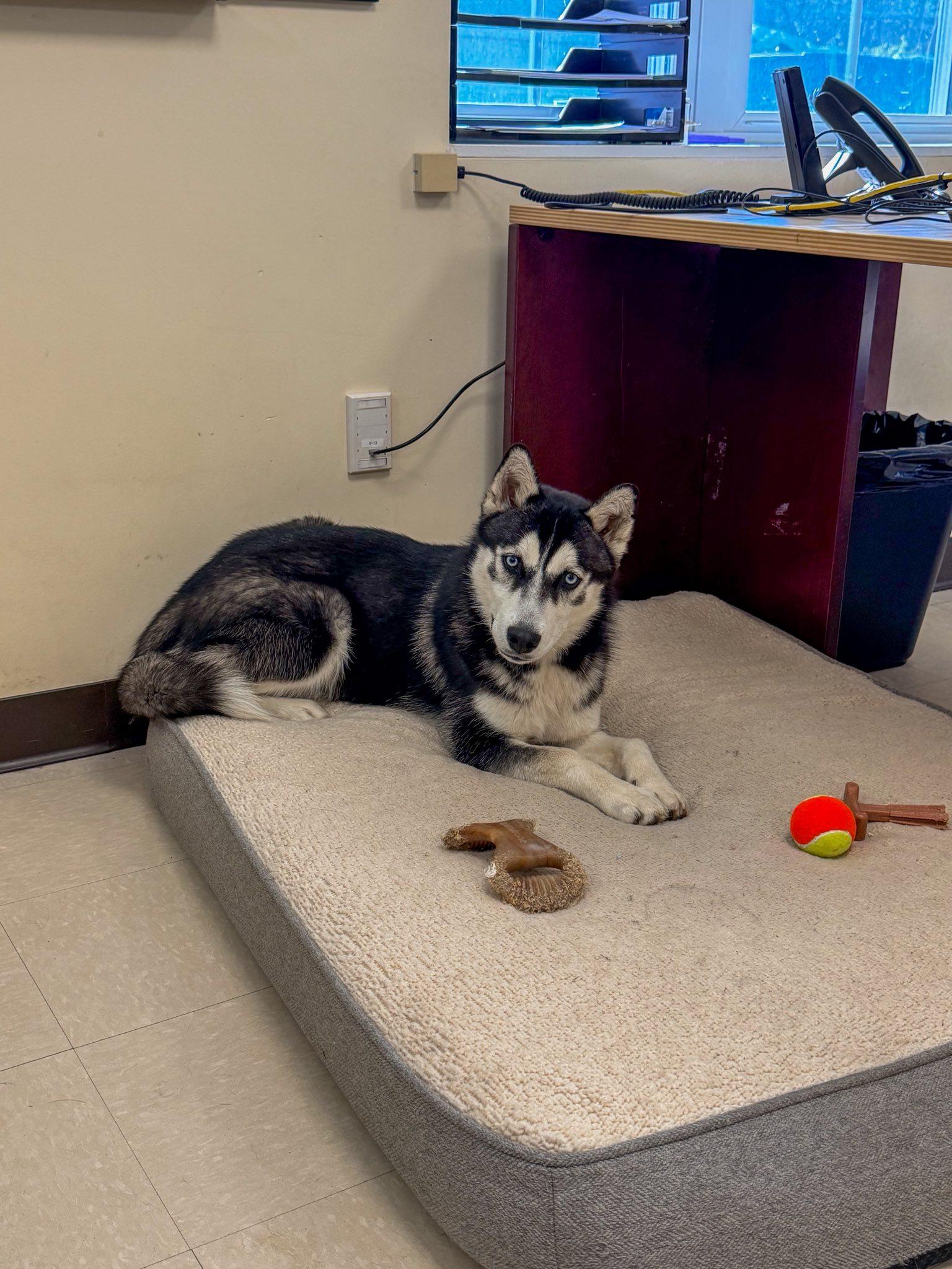 Enlarge Cringle , a ADOPTABLE Husky in Clayton, NJ image 2/3