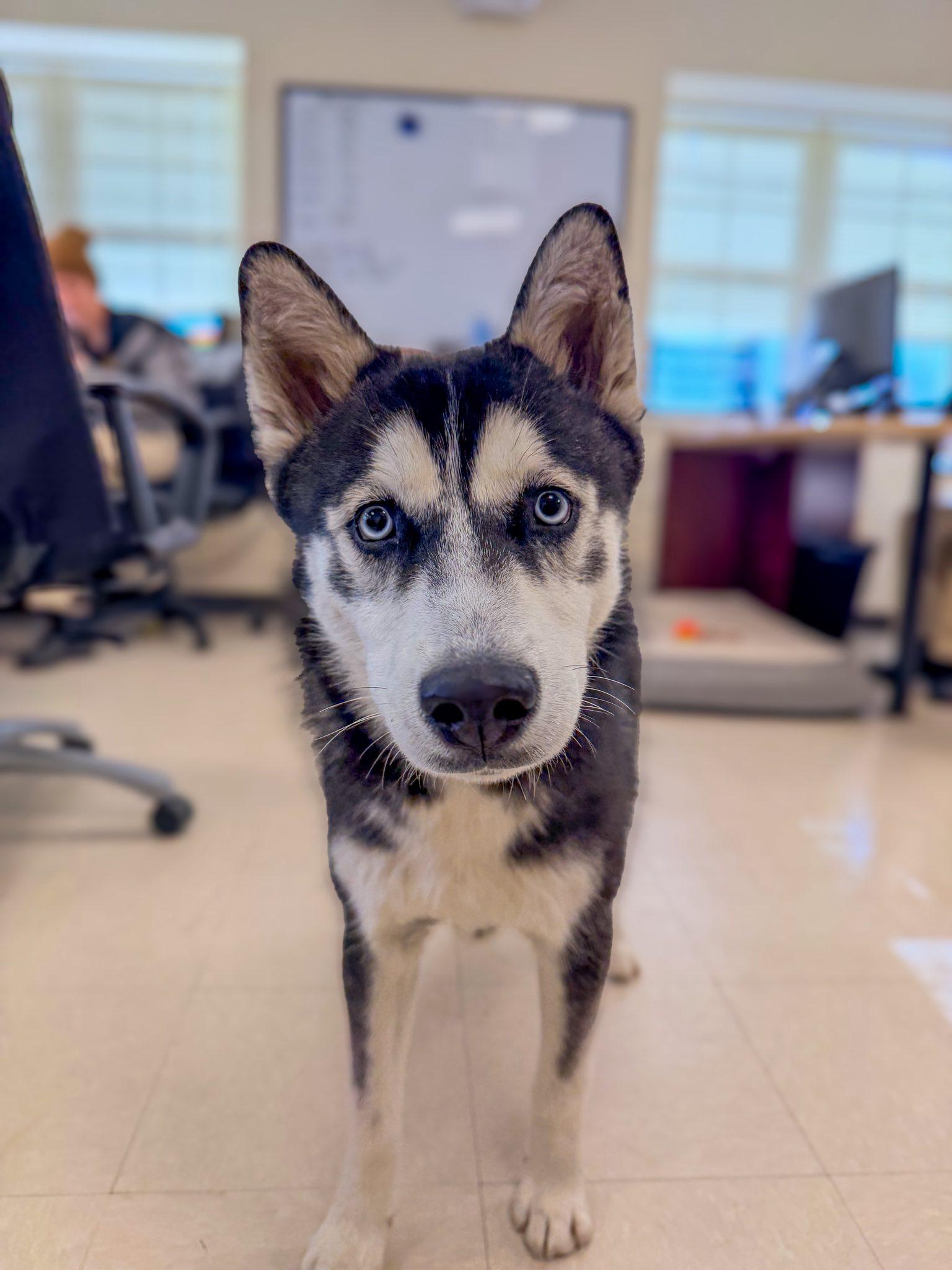 Enlarge Cringle , a ADOPTABLE Husky in Clayton, NJ image 3/3