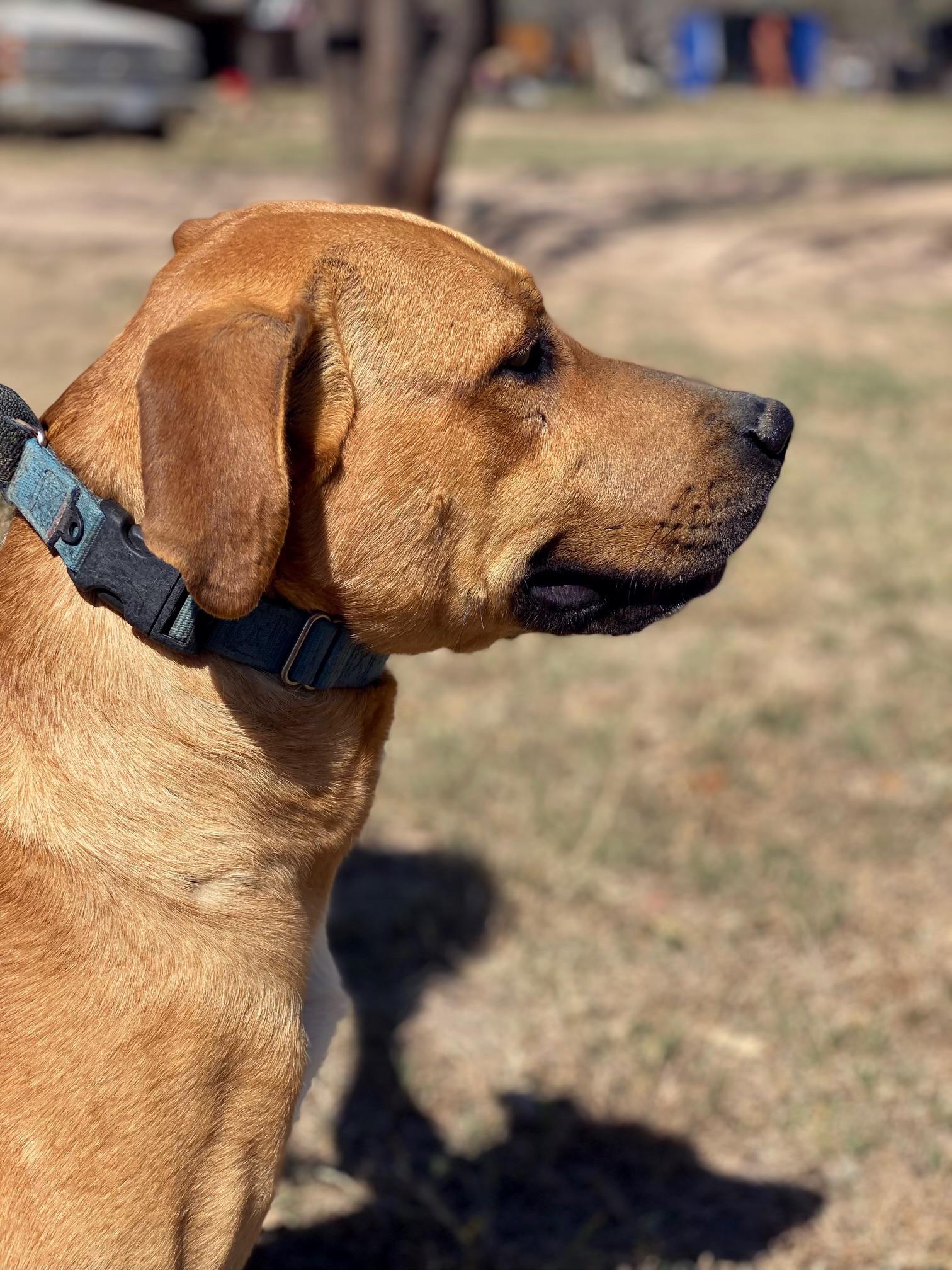Jasper, Adult Male Labrador Retriever