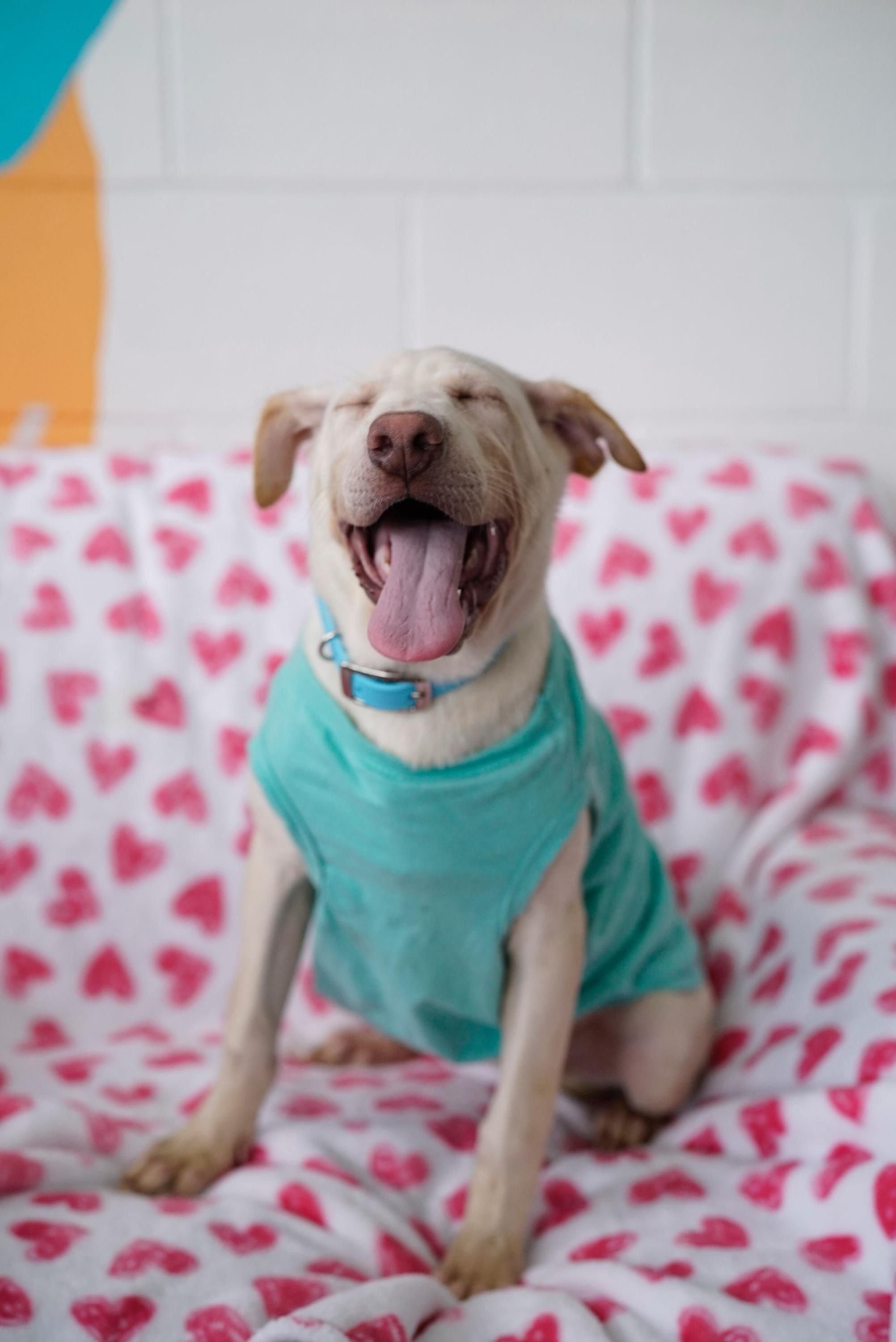 Enlarge Cinderella , a Adoptable mixed breed in Pasadena, CA image 3/6