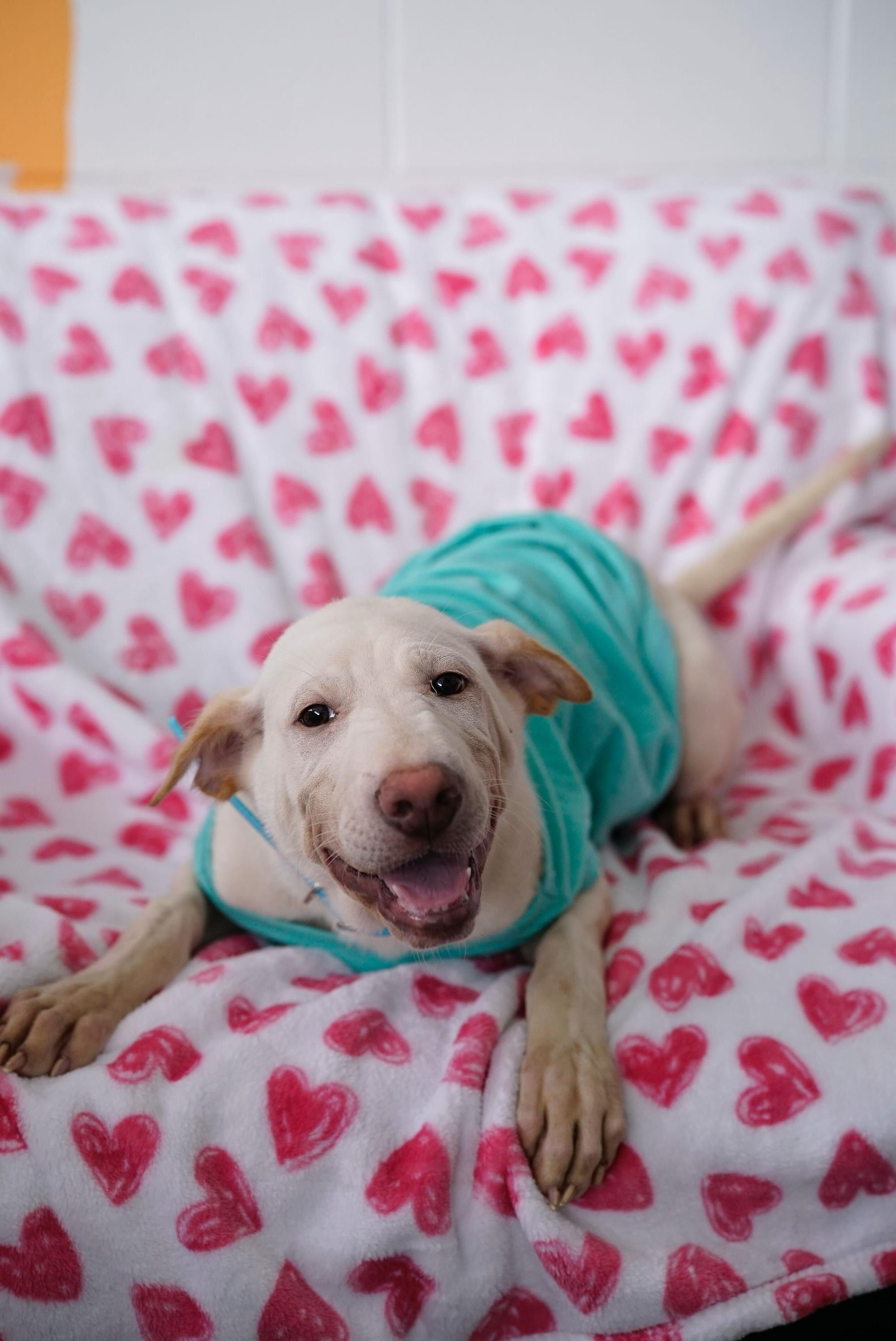 Enlarge Cinderella , a Adoptable mixed breed in Pasadena, CA image 6/6