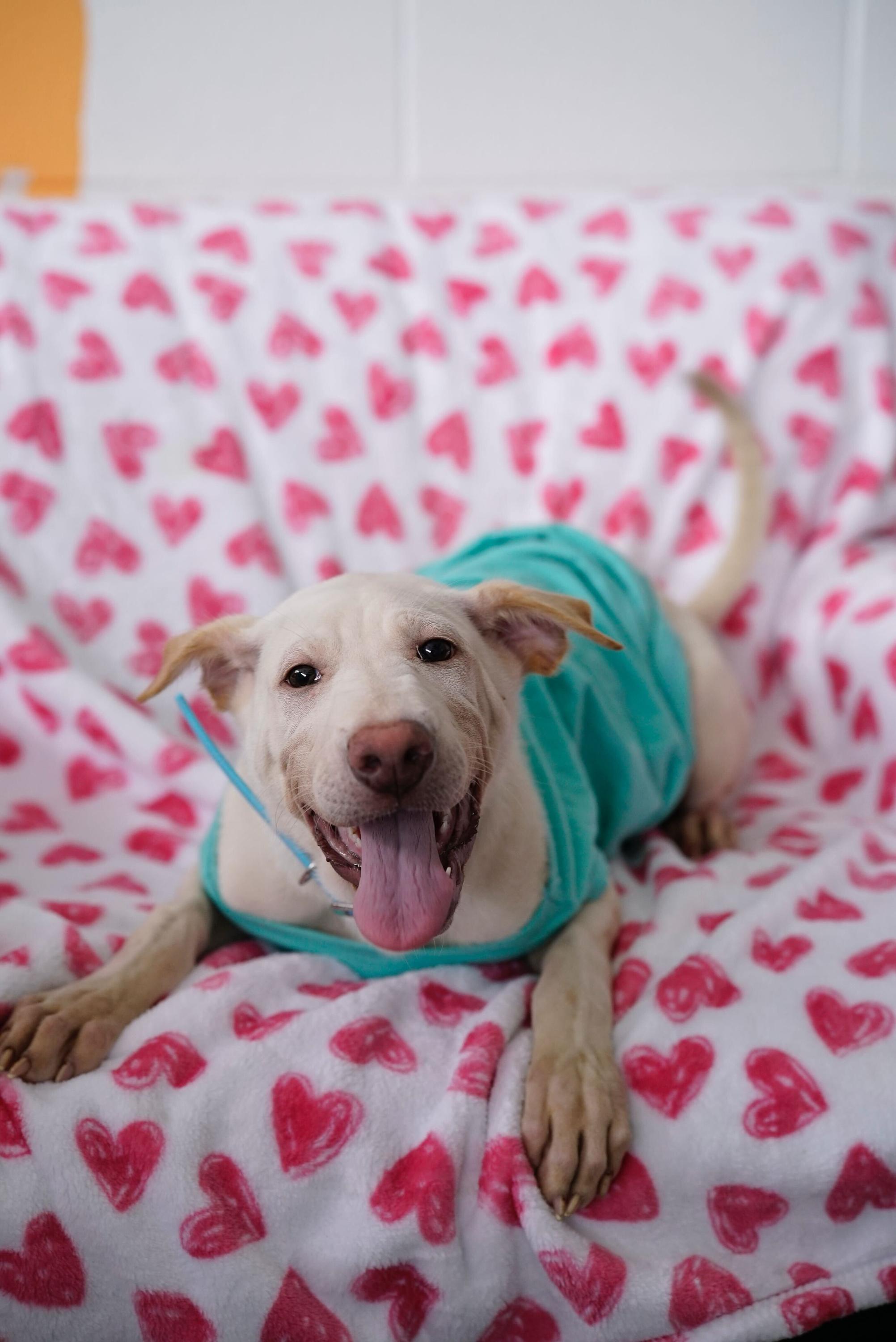 Enlarge Cinderella , a Adoptable mixed breed in Pasadena, CA image 4/6