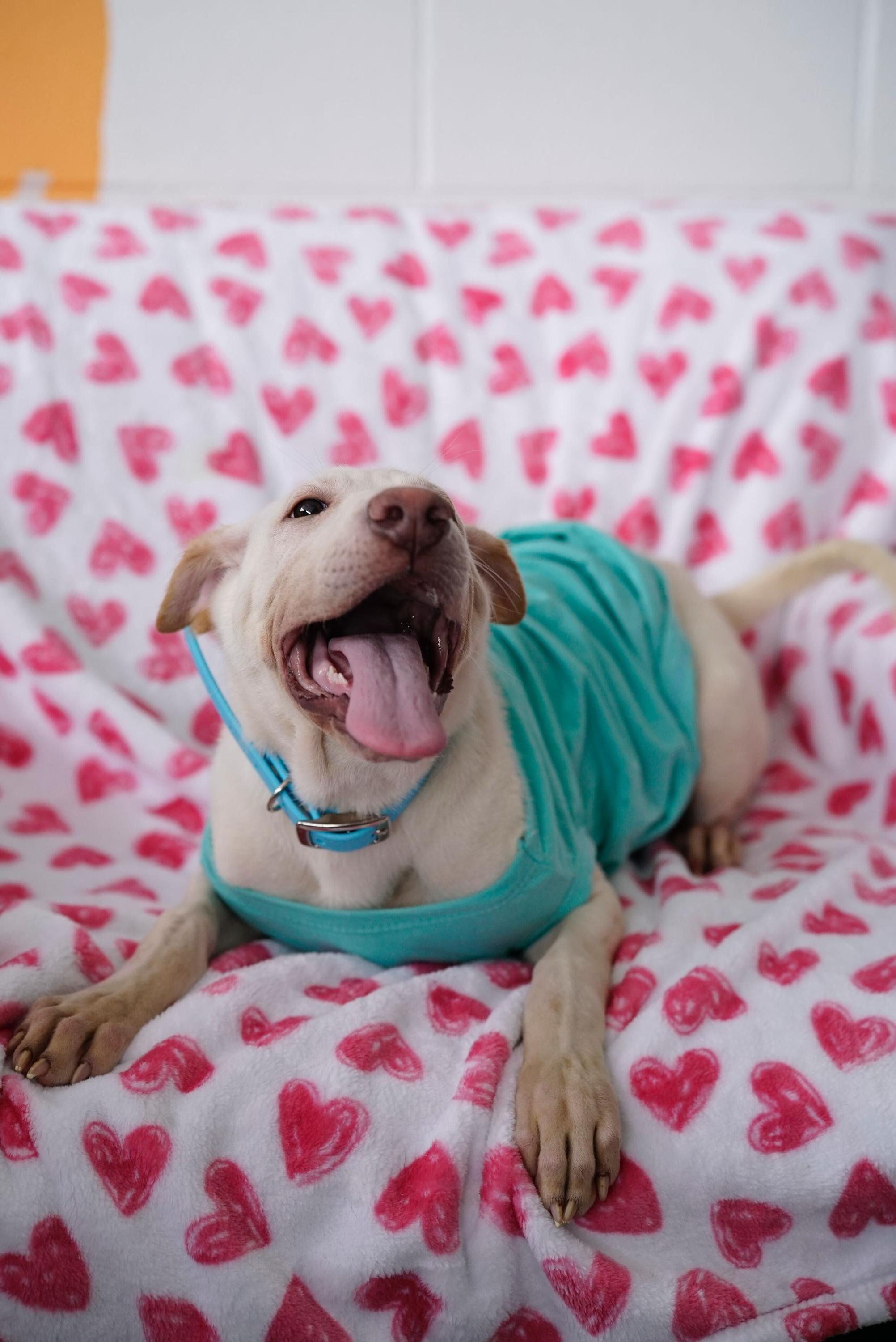 Enlarge Cinderella , a Adoptable mixed breed in Pasadena, CA image 5/6