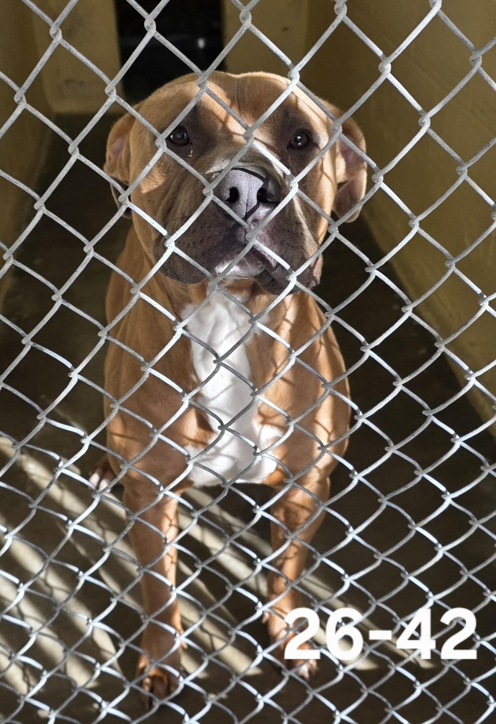 26-42, ADOPTABLE, Adult Male Pit Bull Terrier.