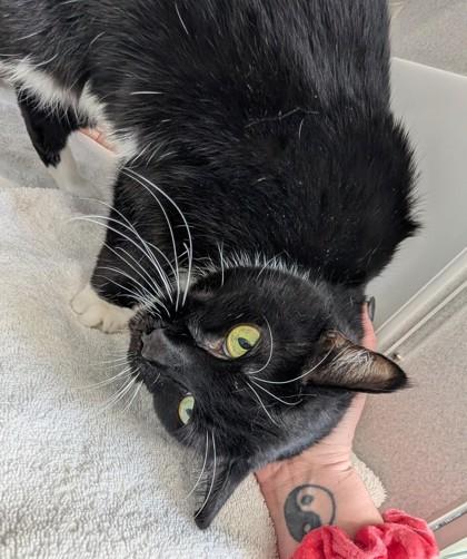 Gatsby, a Adoptable Domestic Short Hair in Bensalem, PA image 1/3