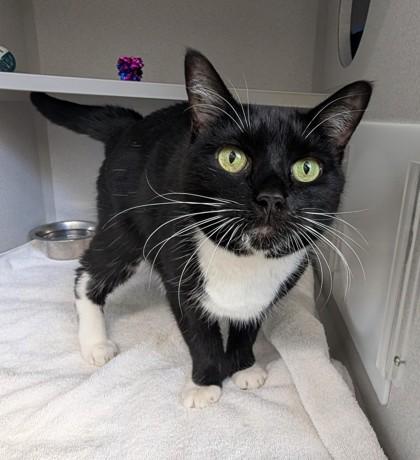 Gatsby, a Adoptable Domestic Short Hair in Bensalem, PA image 2/3