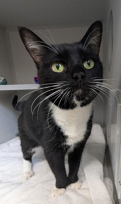 Gatsby, a Adoptable Domestic Short Hair in Bensalem, PA image 3/3