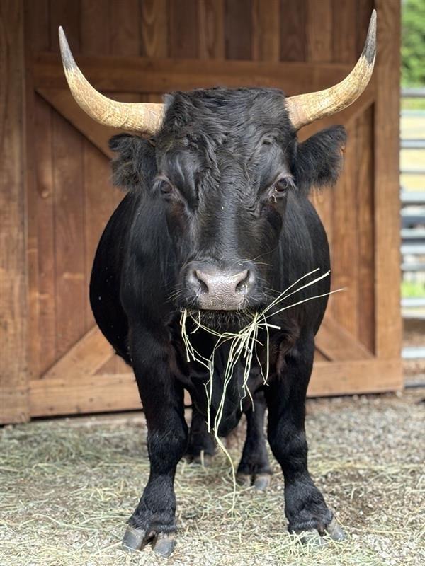 Fern / Dandy / Lavender, Adoptable, Adult Male Cow.