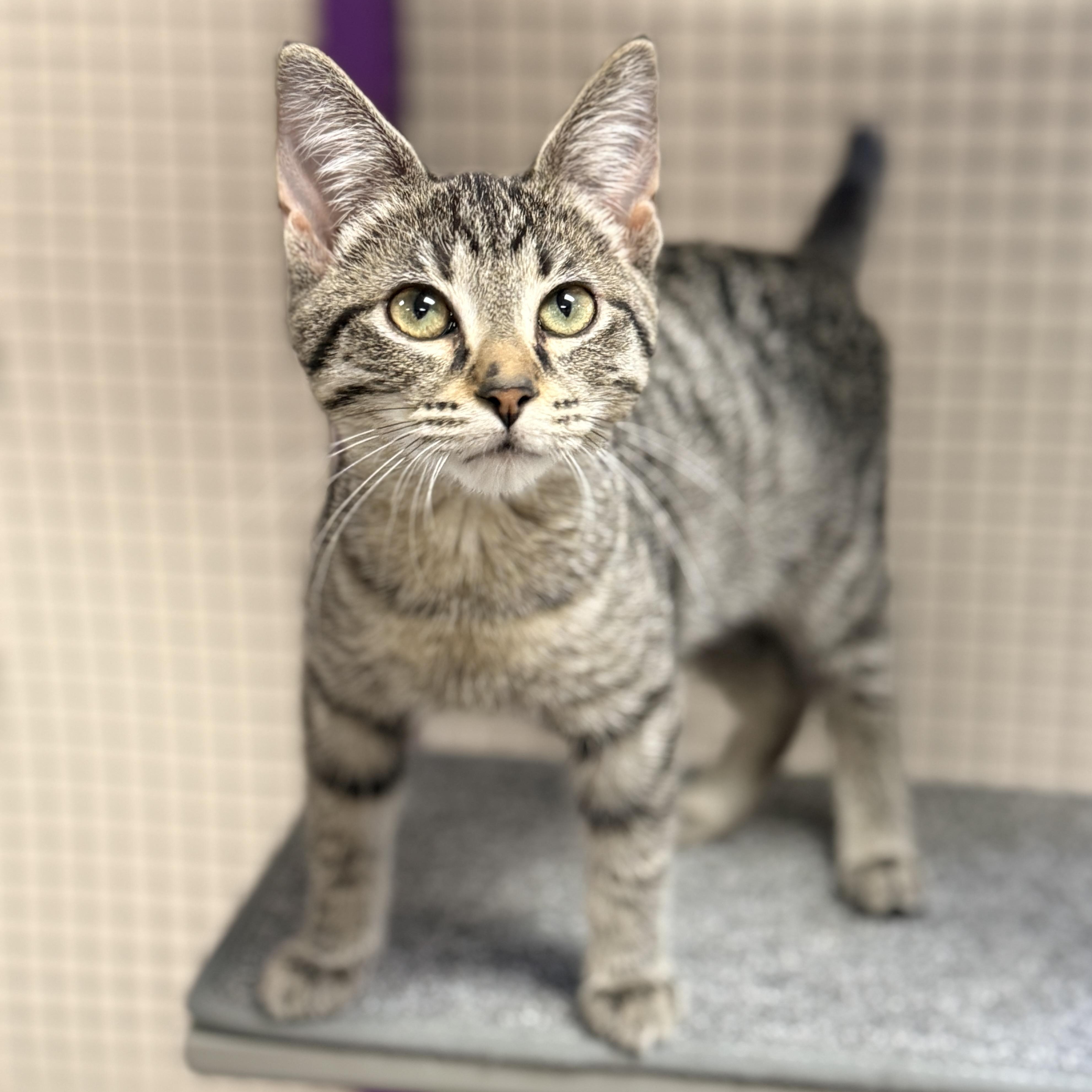 Enlarge Faith, a Adoptable Domestic Short Hair in Collierville, TN image 2/4