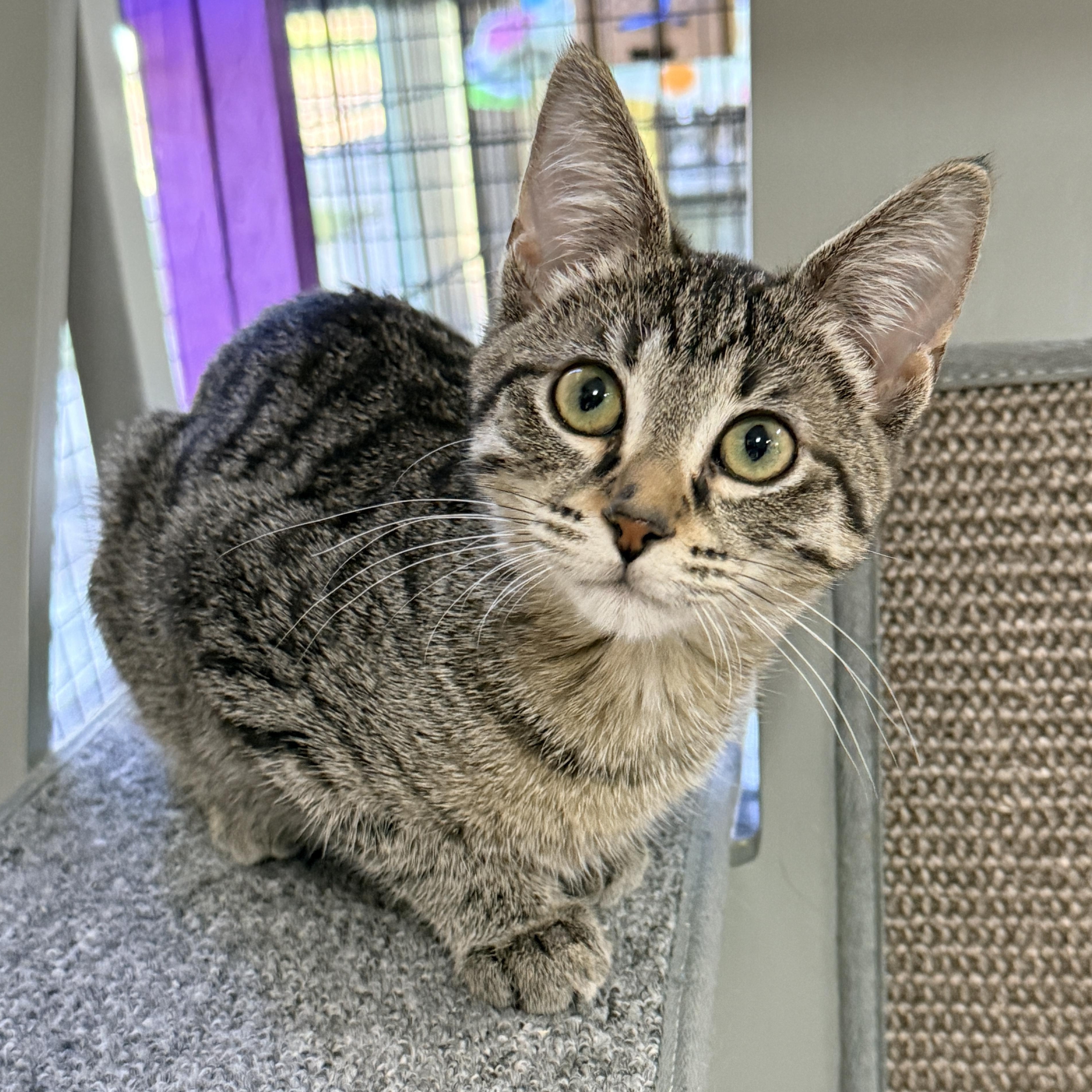 Enlarge Faith, a Adoptable Domestic Short Hair in Collierville, TN image 3/4