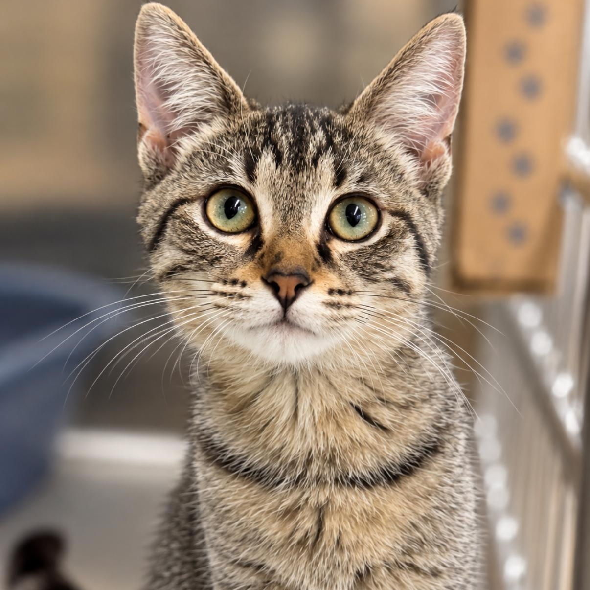 Faith, Adoptable, Kitten Female Domestic Short Hair.