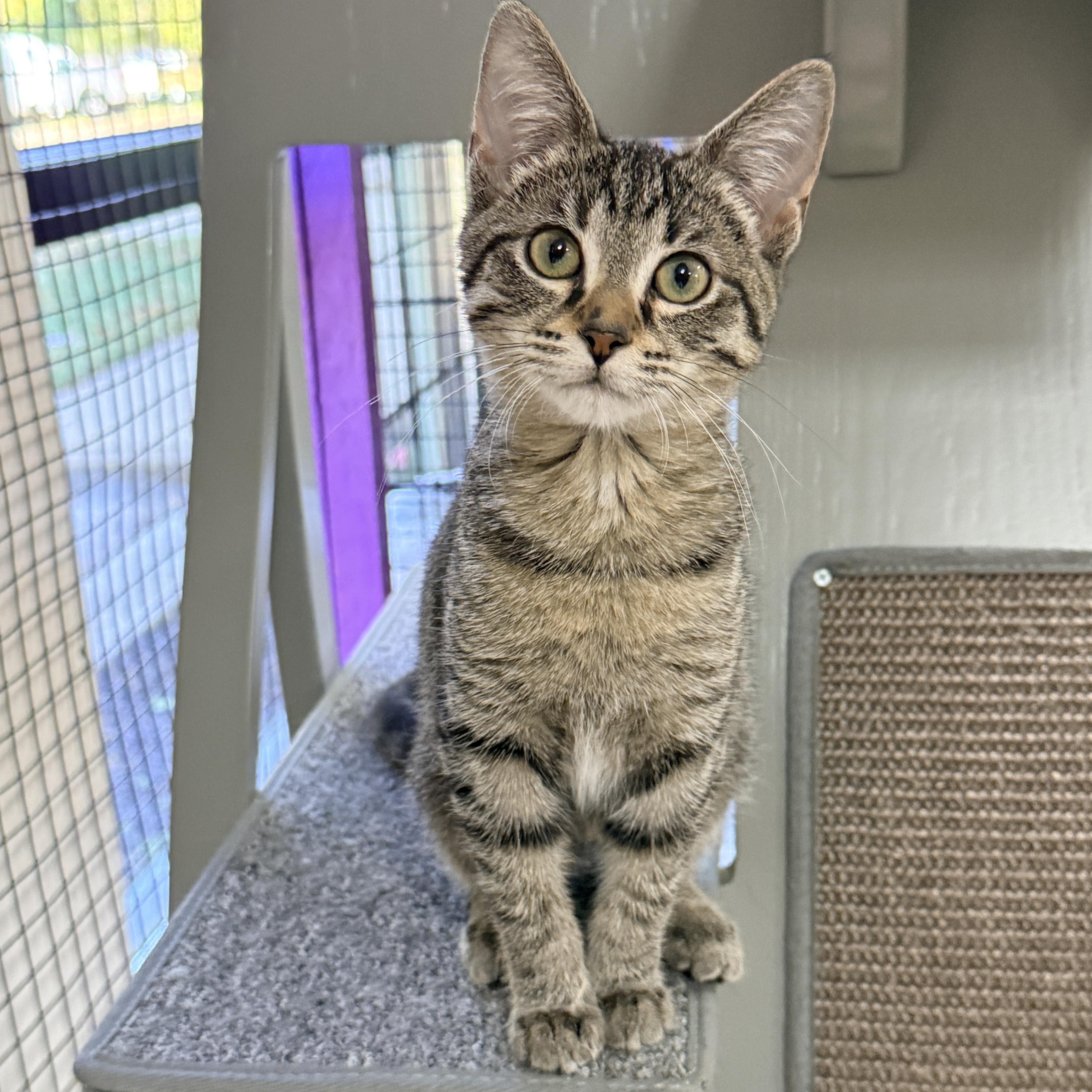 Enlarge Faith, a Adoptable Domestic Short Hair in Collierville, TN image 4/4