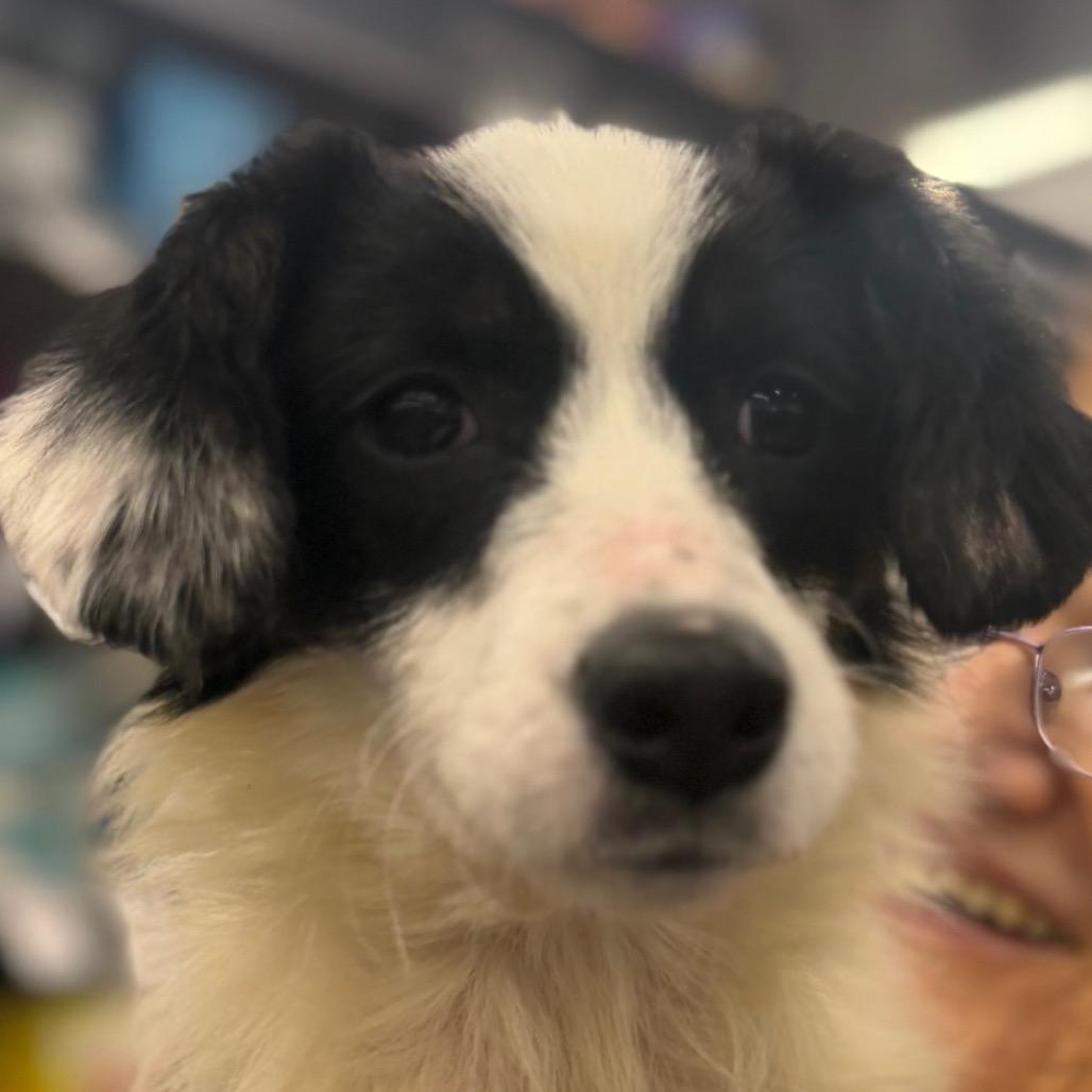 Molly, Adoptable, Young Female Border Collie.