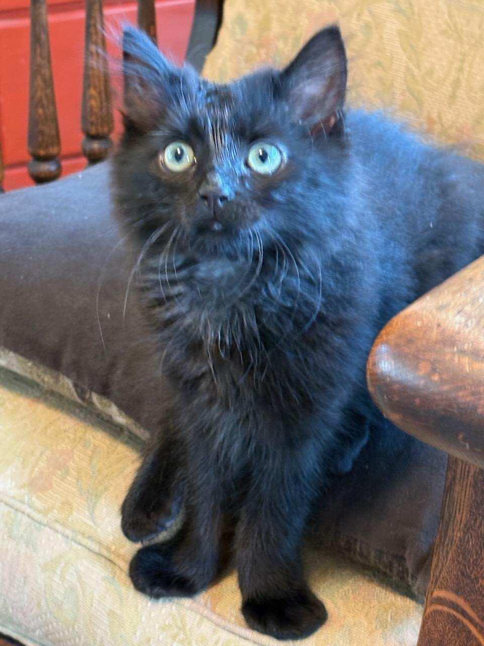 Enlarge Larry, an adopted Domestic Medium Hair in San Francisco, CA image 1/3