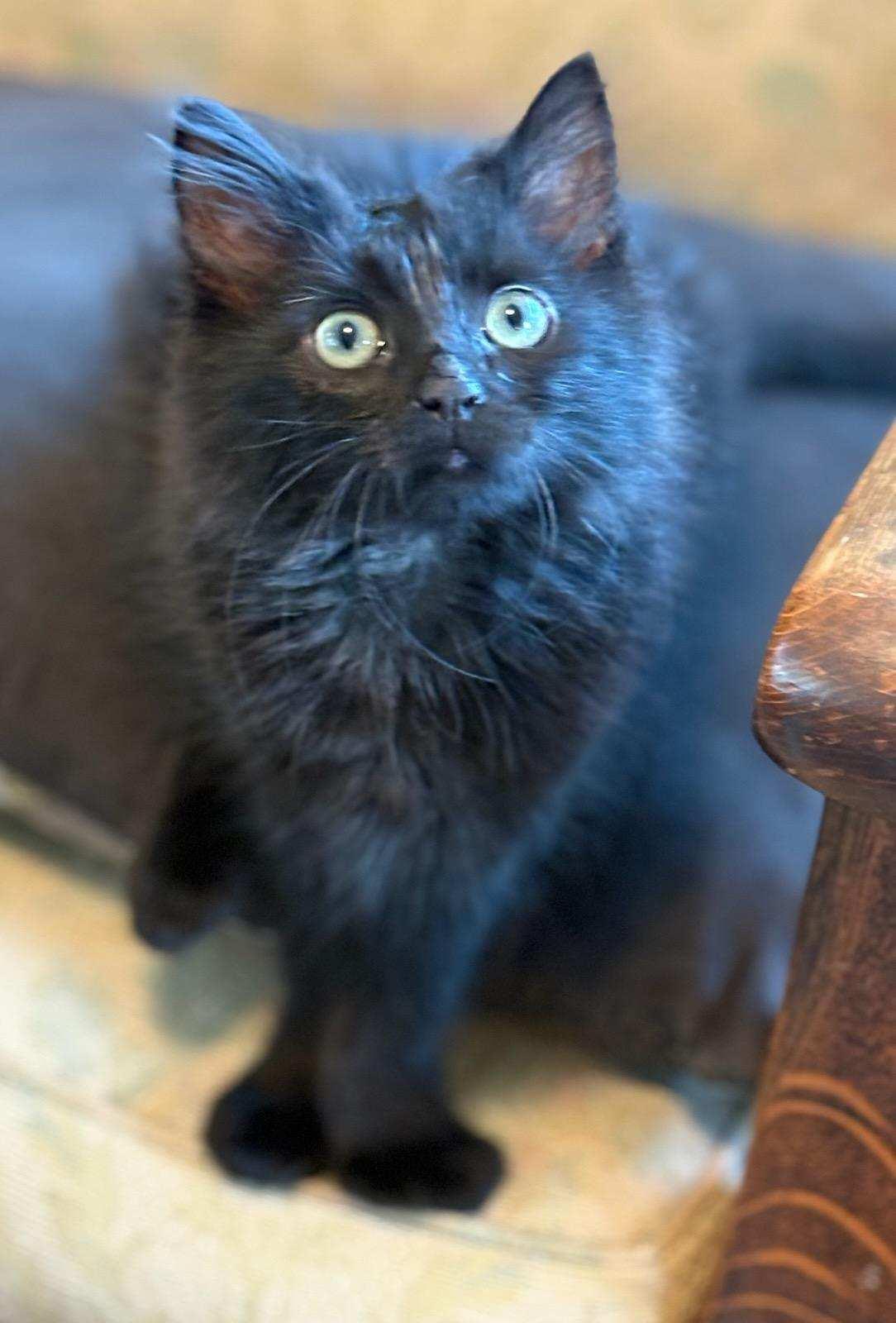 Enlarge Larry, an adopted Domestic Medium Hair in San Francisco, CA image 2/3