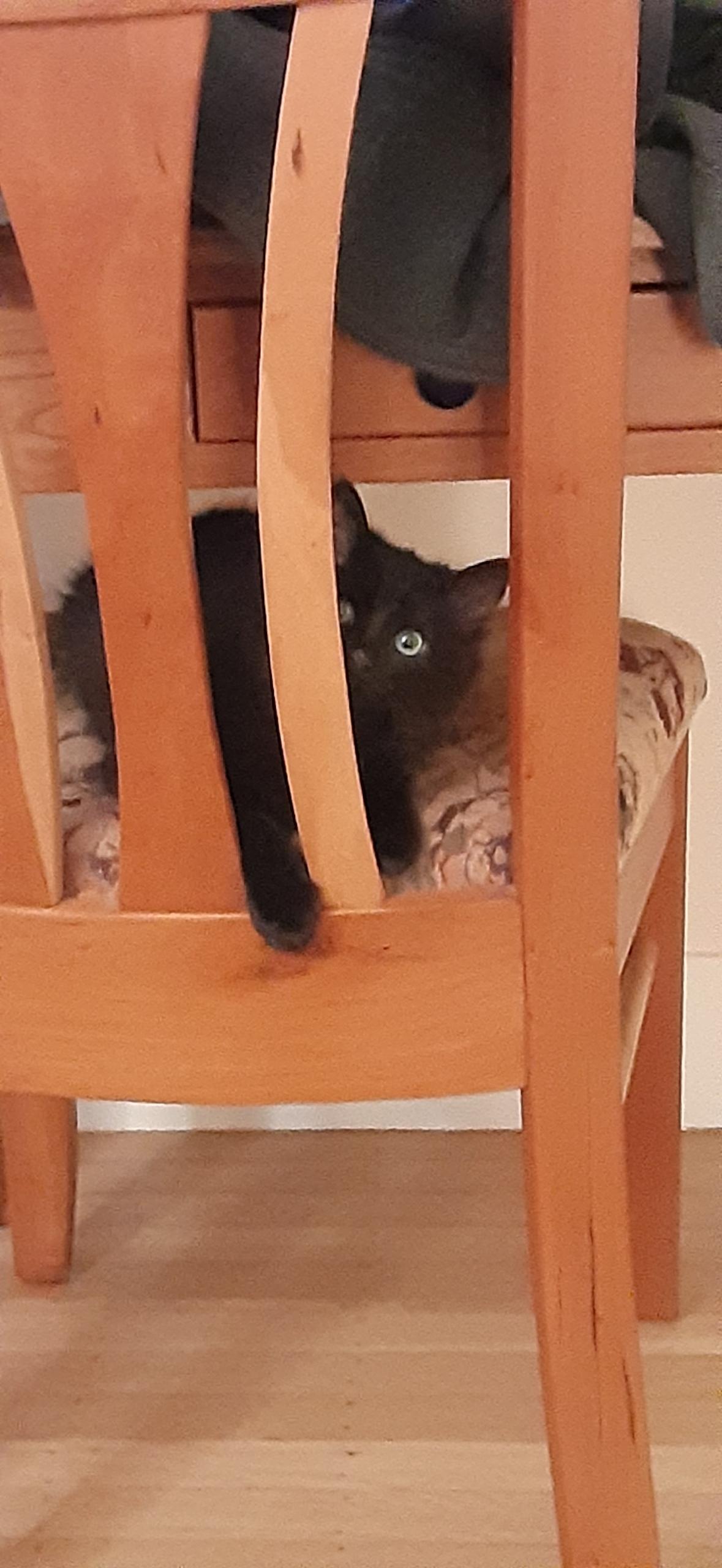 Enlarge Larry, an adopted Domestic Medium Hair in San Francisco, CA image 3/3