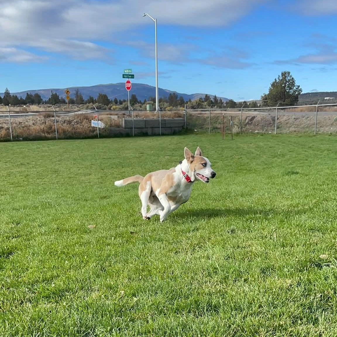 Enlarge Jafar, a Adoptable mixed breed in Prineville, OR image 5/6