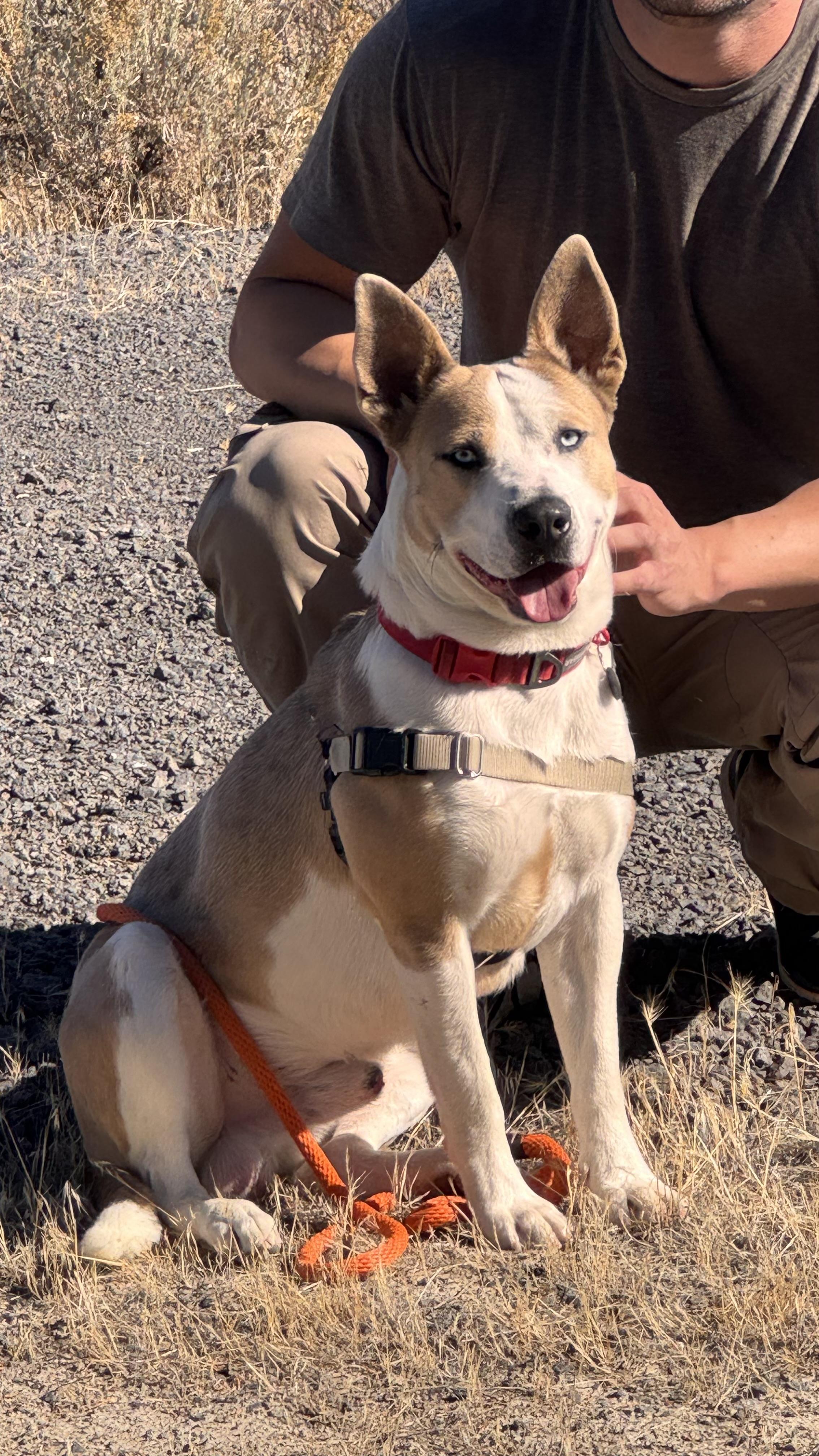Enlarge Jafar, a Adoptable mixed breed in Prineville, OR image 3/6