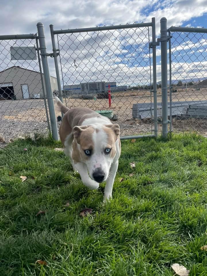 Enlarge Jafar, a Adoptable mixed breed in Prineville, OR image 6/6