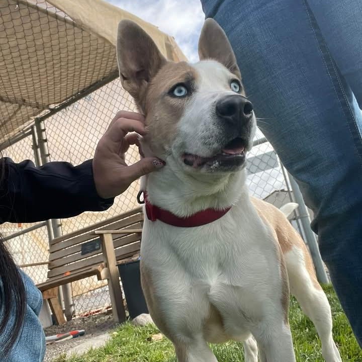 Enlarge Jafar, a Adoptable mixed breed in Prineville, OR image 4/6