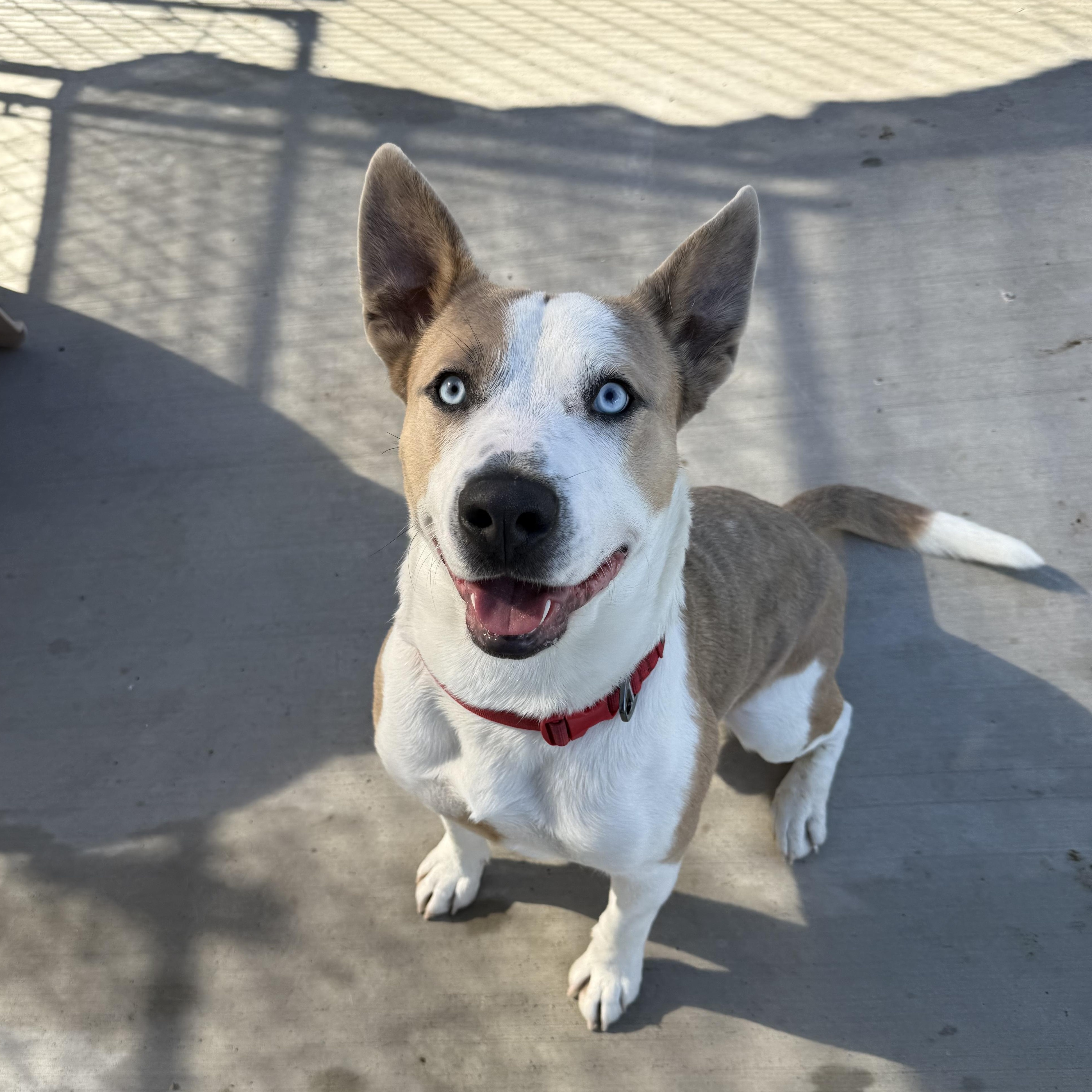 Enlarge Jafar, a Adoptable mixed breed in Prineville, OR image 2/6