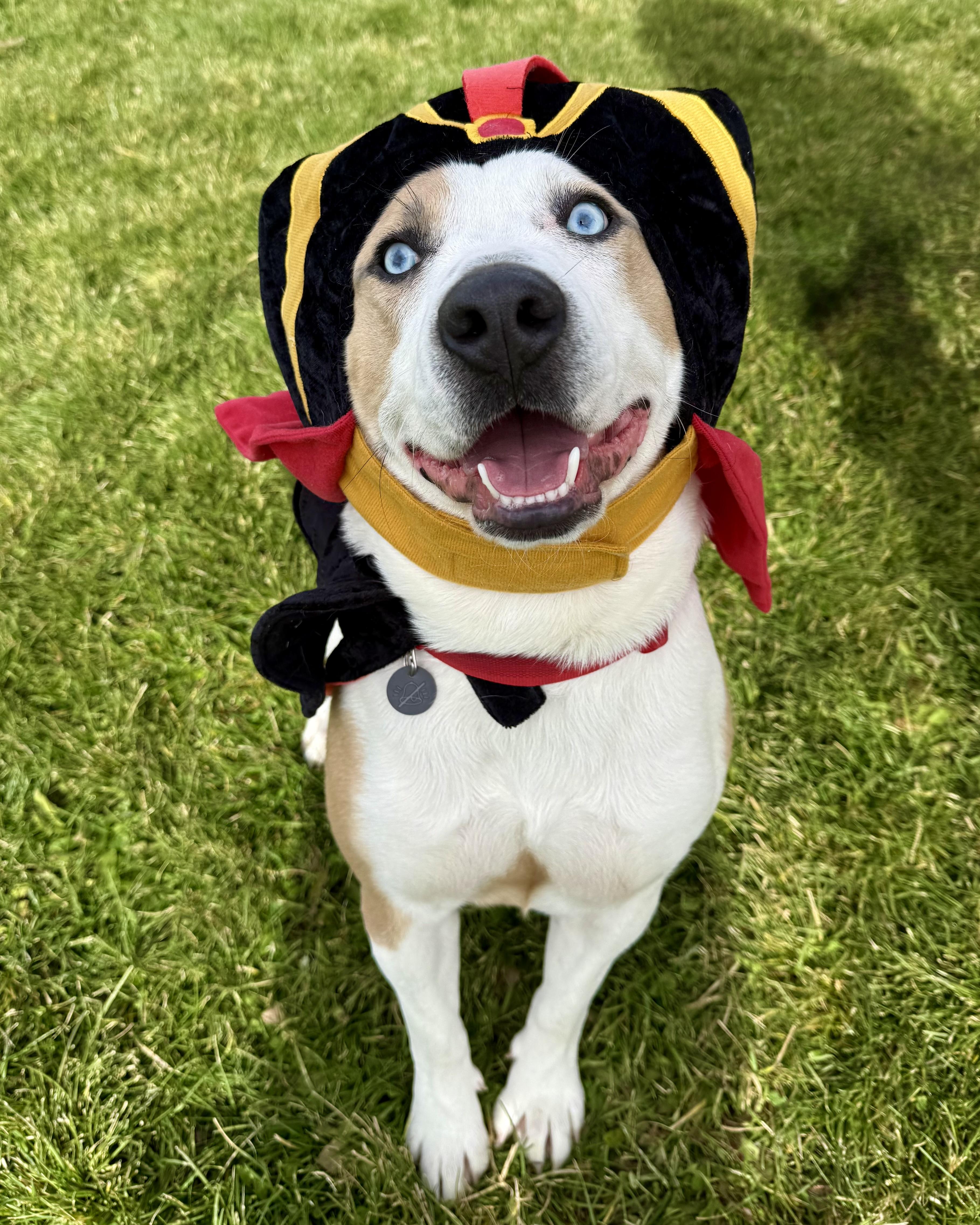 Enlarge Jafar, a Adoptable mixed breed in Prineville, OR image 1/6