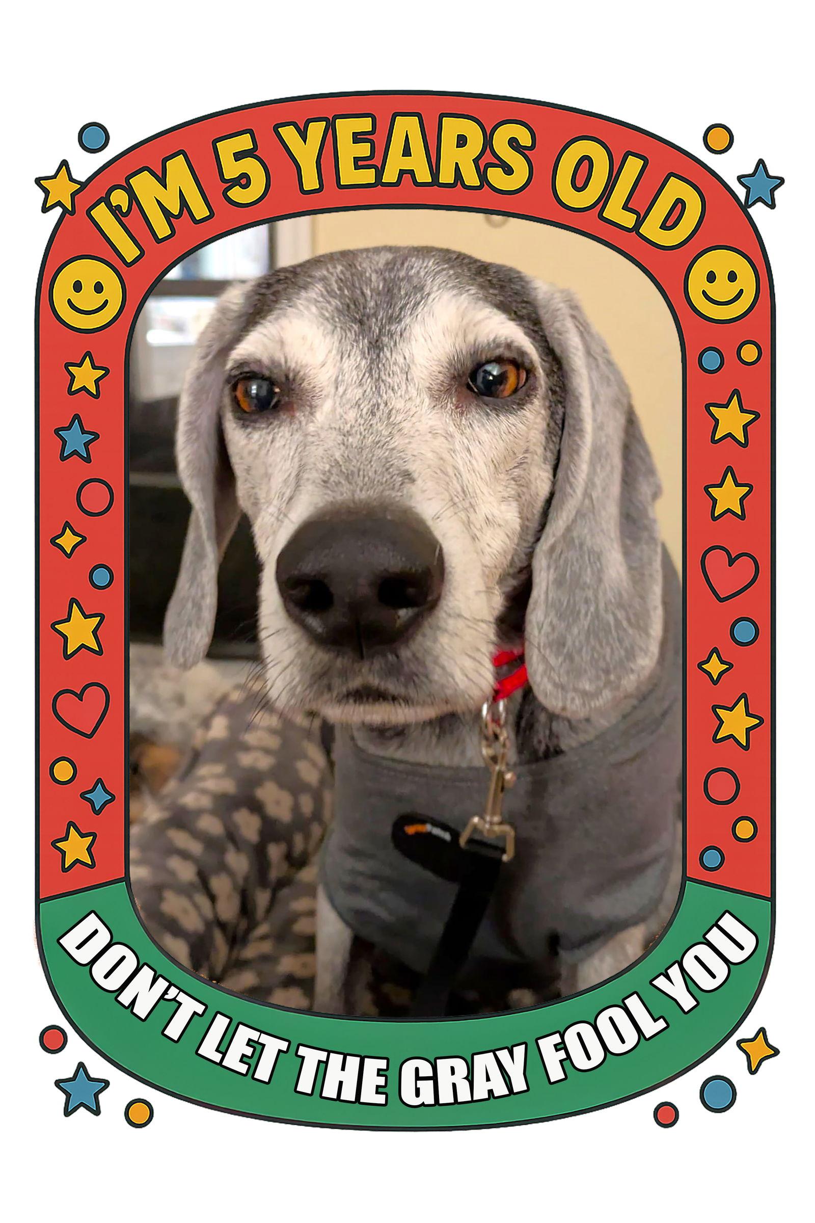 Enlarge Ryder II, a Adoptable Beagle in Dunnellon, FL image 1/3