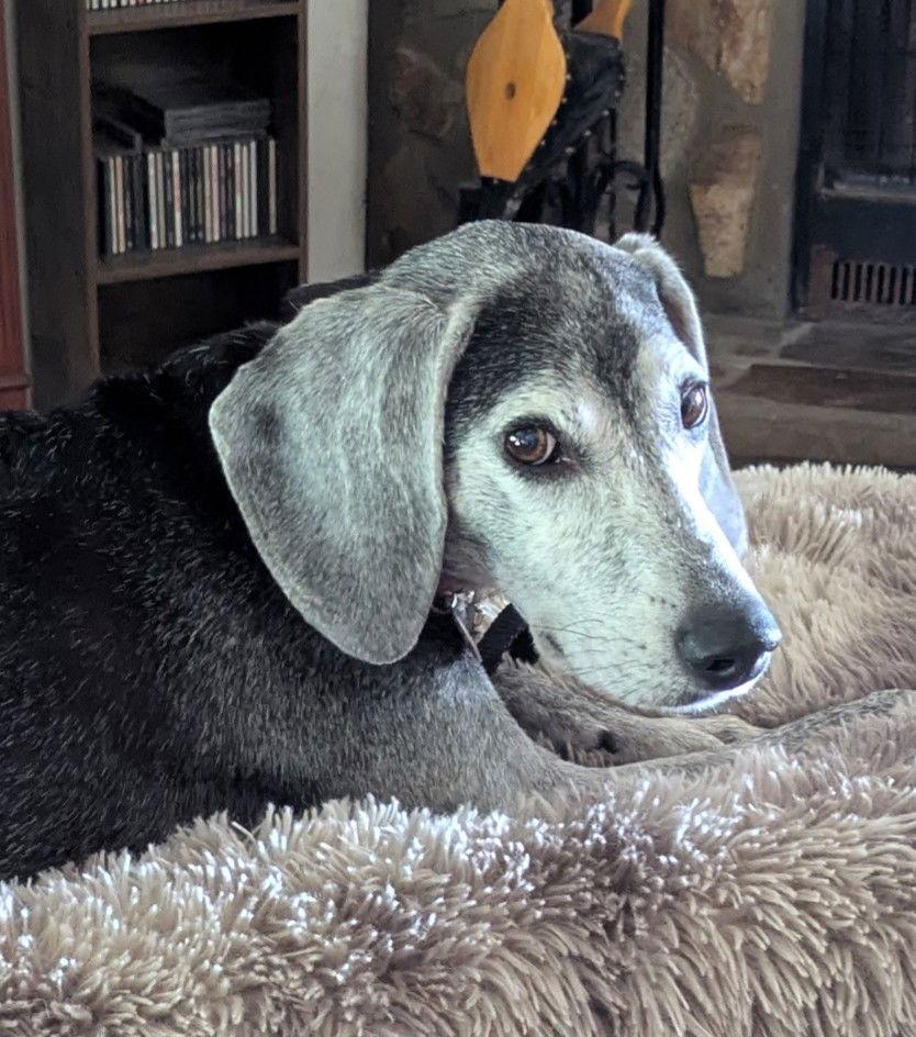 Enlarge Ryder II, a Adoptable Beagle in Dunnellon, FL image 2/3