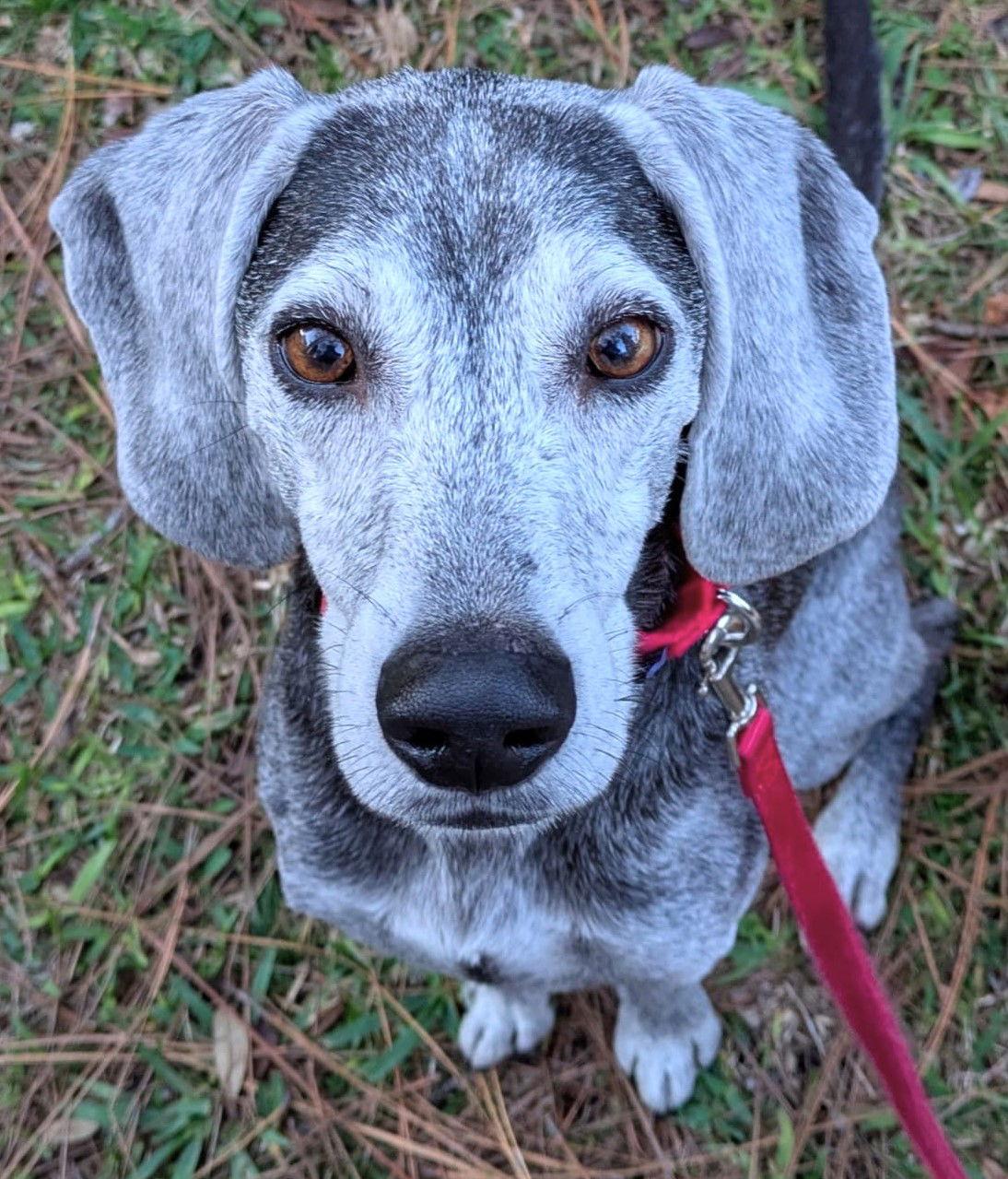 Enlarge Ryder II, a Adoptable Beagle in Dunnellon, FL image 2/3